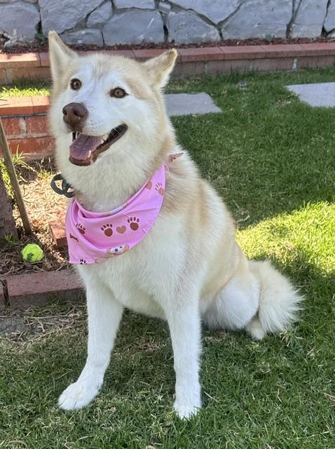 RILEY, a ADOPTABLE Siberian Husky in Bell Gardens, CA image 1/6