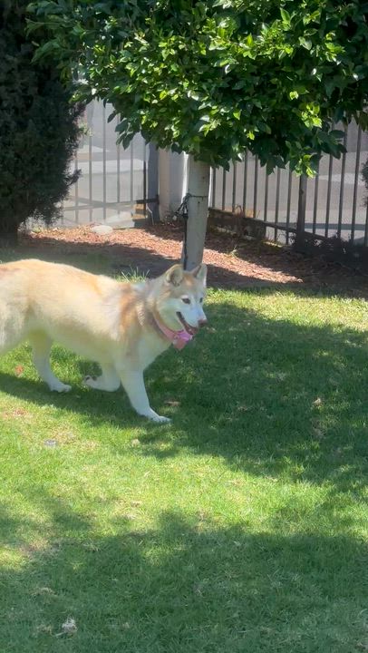 Enlarge RILEY, a ADOPTABLE Siberian Husky in Bell Gardens, CA video 6/6