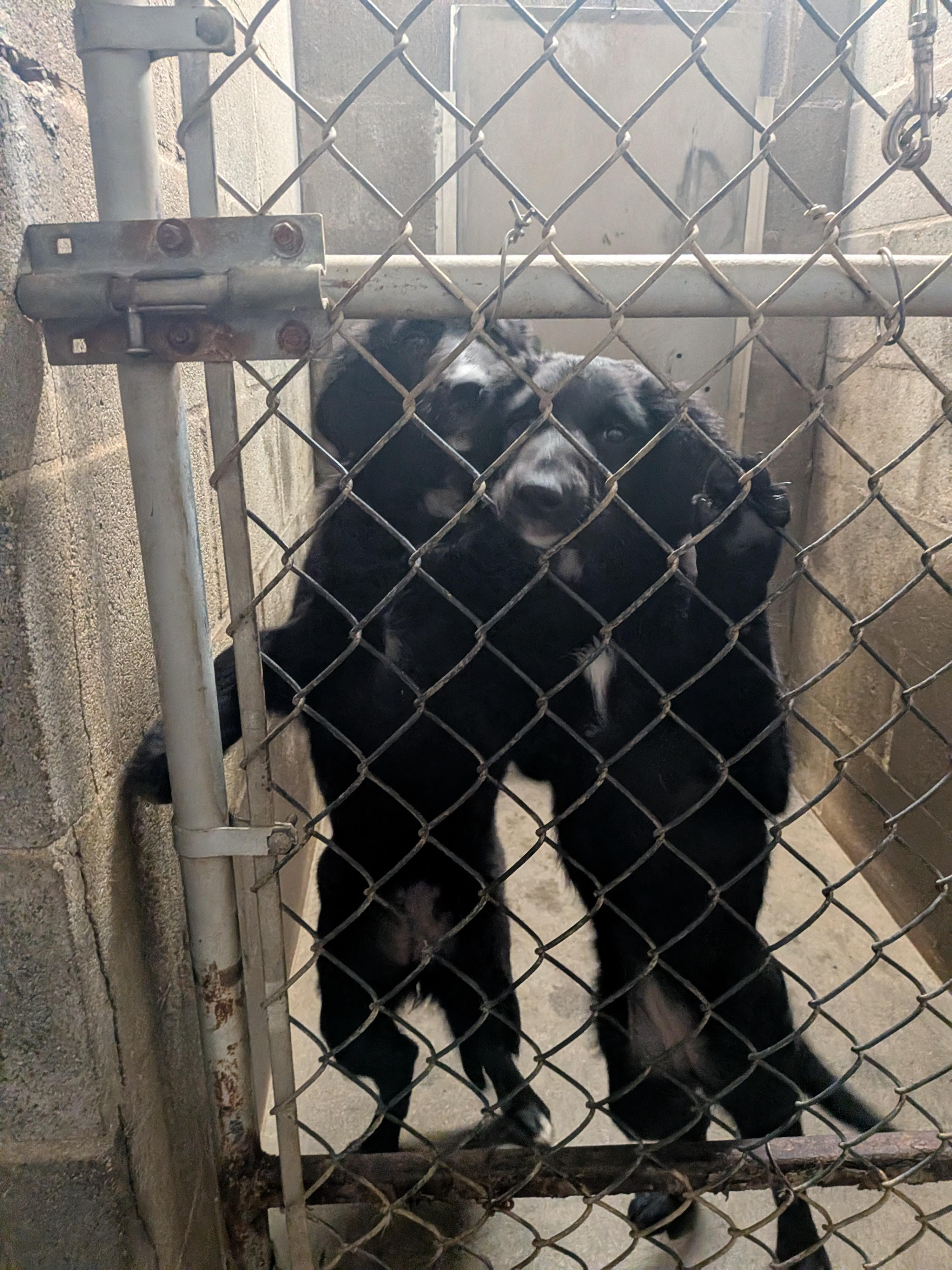 Enlarge 3 Golden Doodle mix puppies, an adopted mixed breed in Hermiston, OR image 1/4
