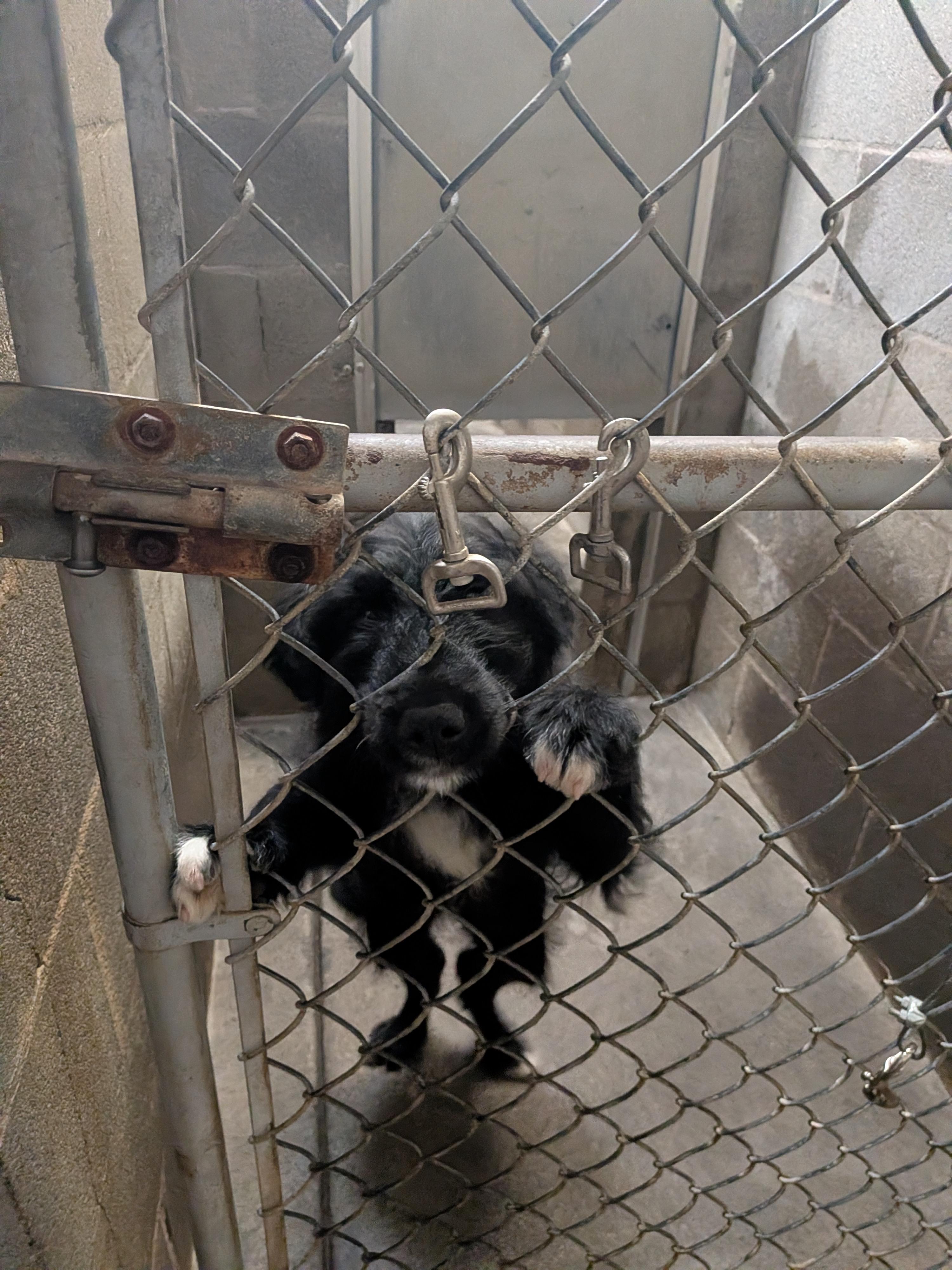 Enlarge 3 Golden Doodle mix puppies, an adopted mixed breed in Hermiston, OR image 2/4