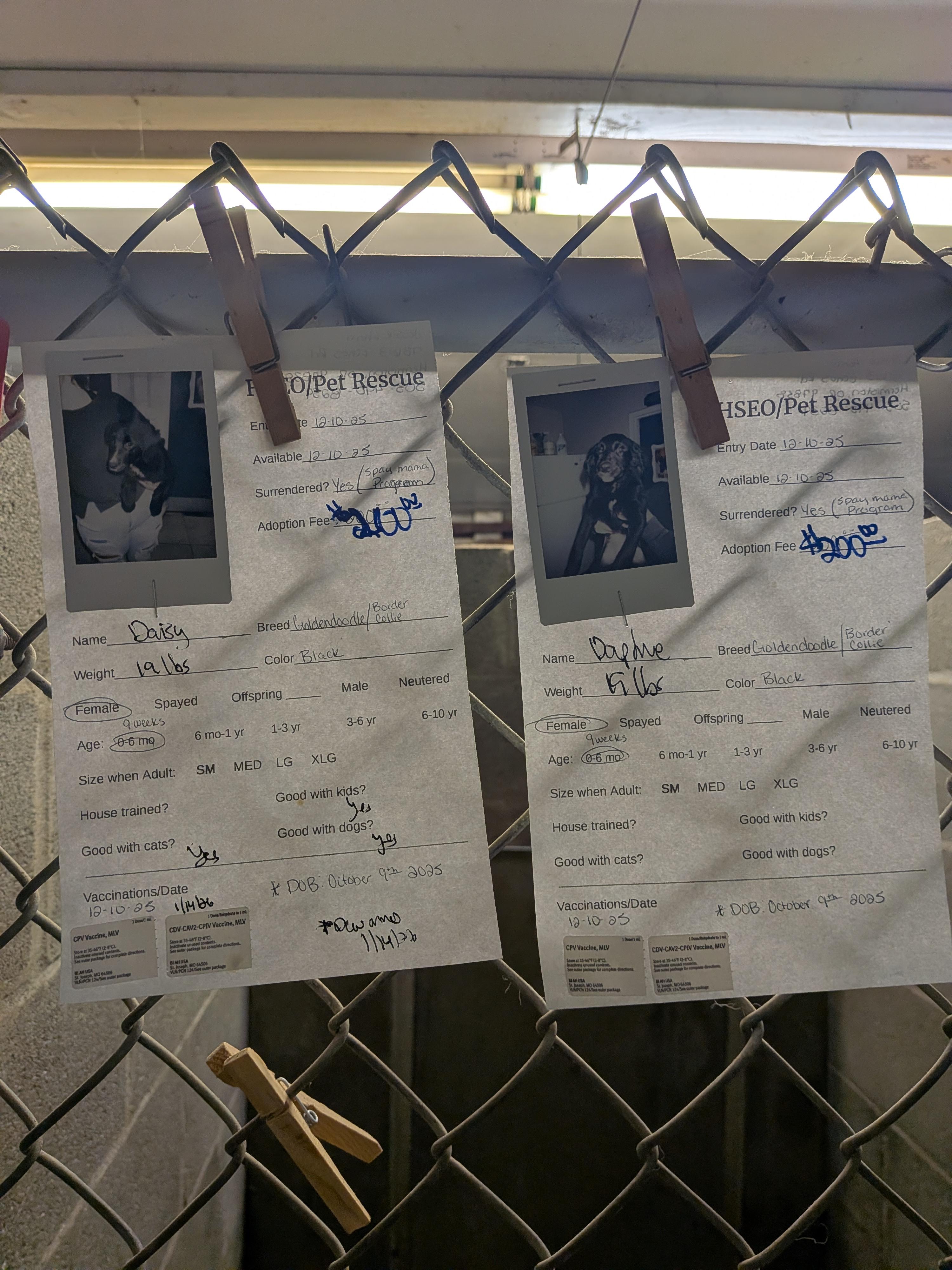 Enlarge 3 Golden Doodle mix puppies, an adopted mixed breed in Hermiston, OR image 4/4