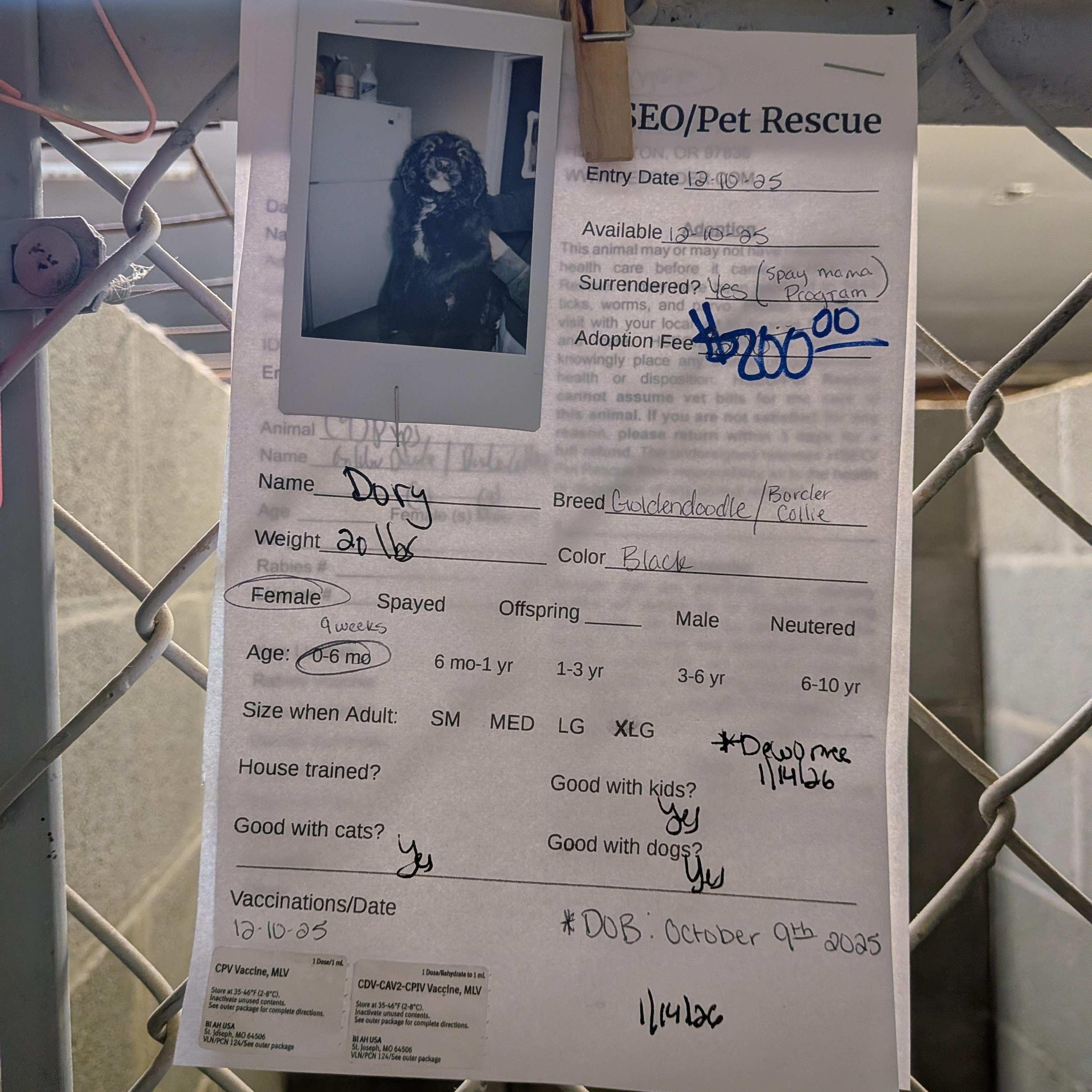 Enlarge 3 Golden Doodle mix puppies, an adopted mixed breed in Hermiston, OR image 3/4