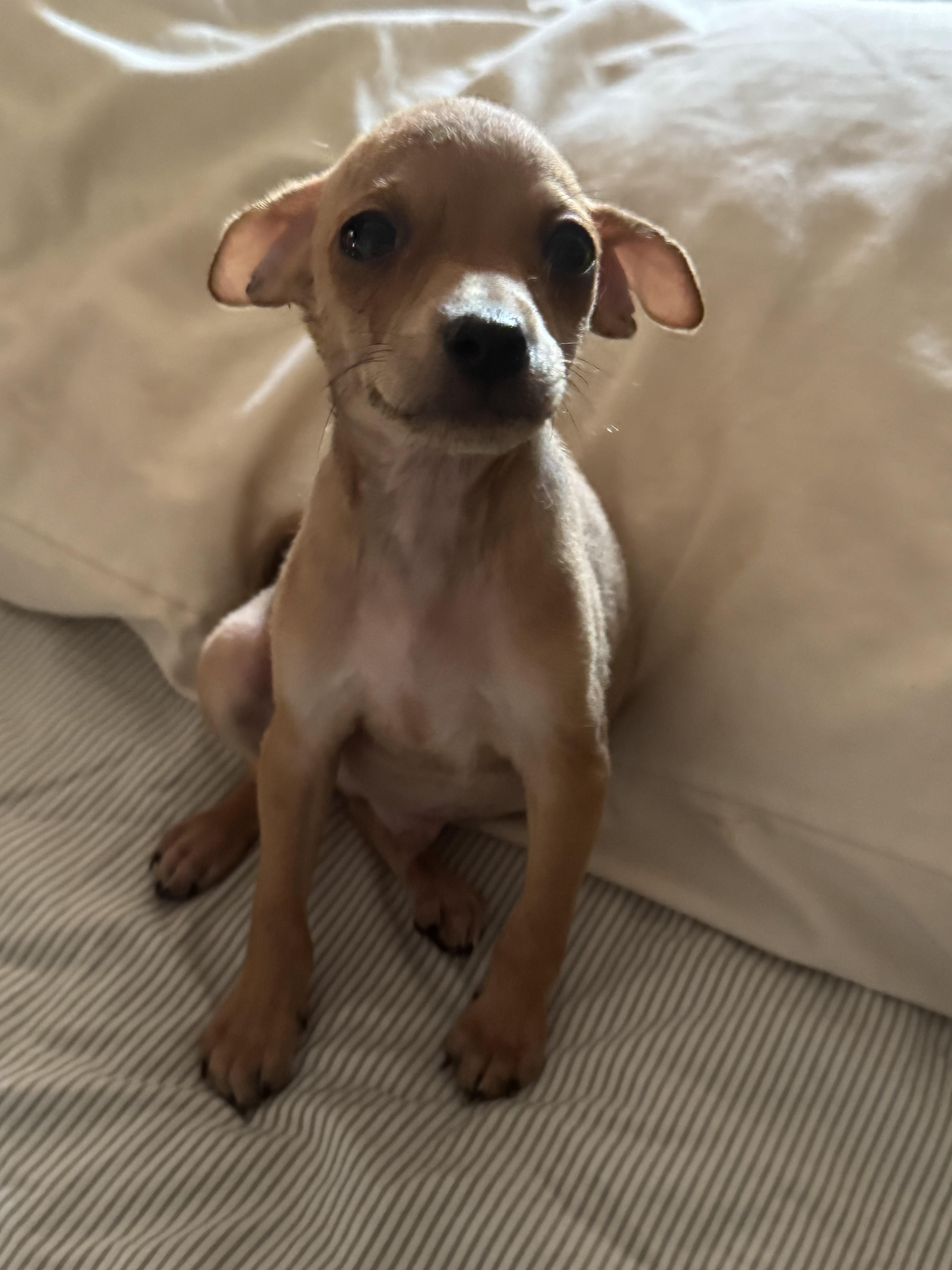 Archie, Adoptable, Puppy Male Chihuahua.