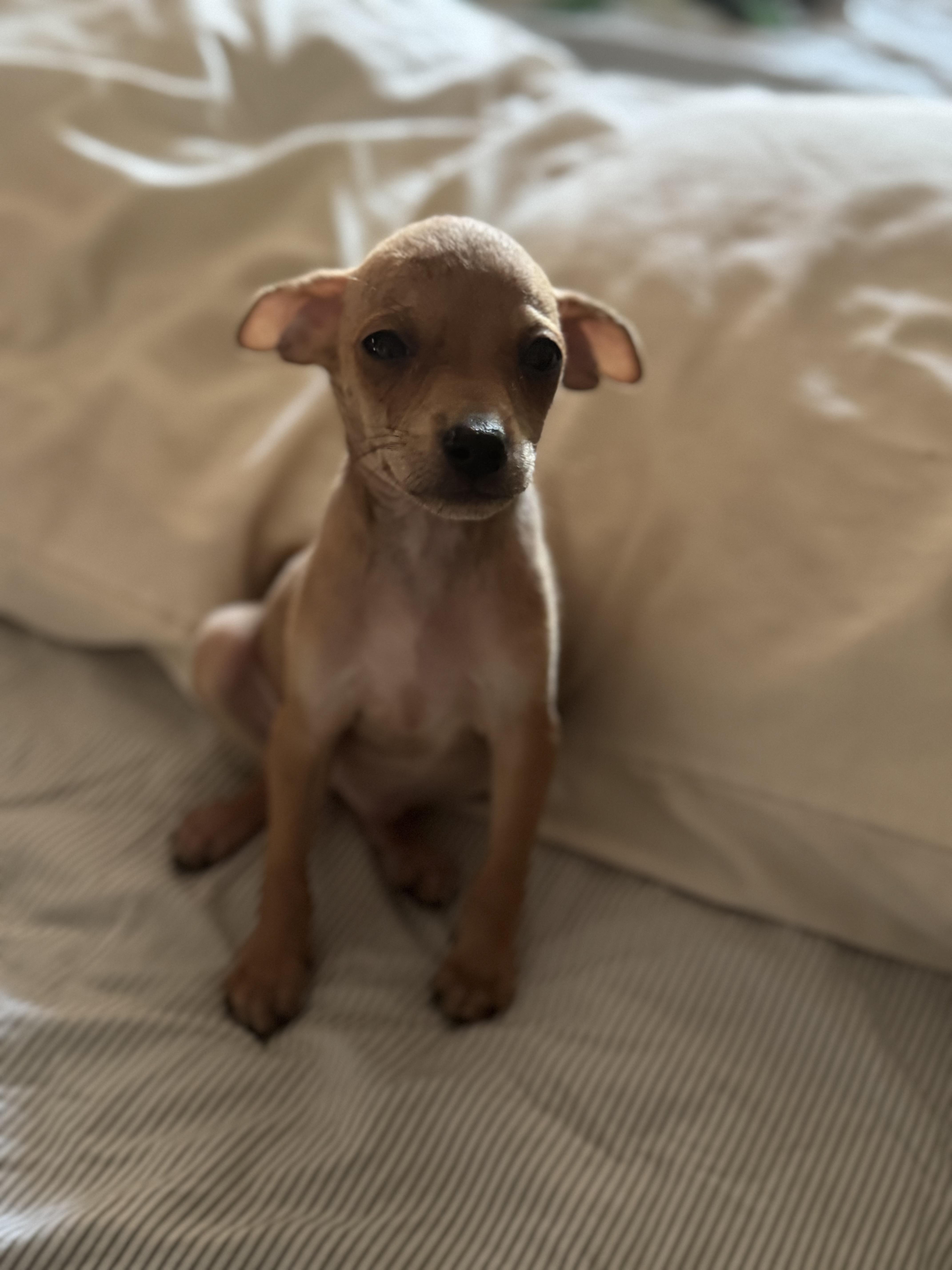 Archie, a Adoptable mixed breed in Los Angeles, CA image 2/3