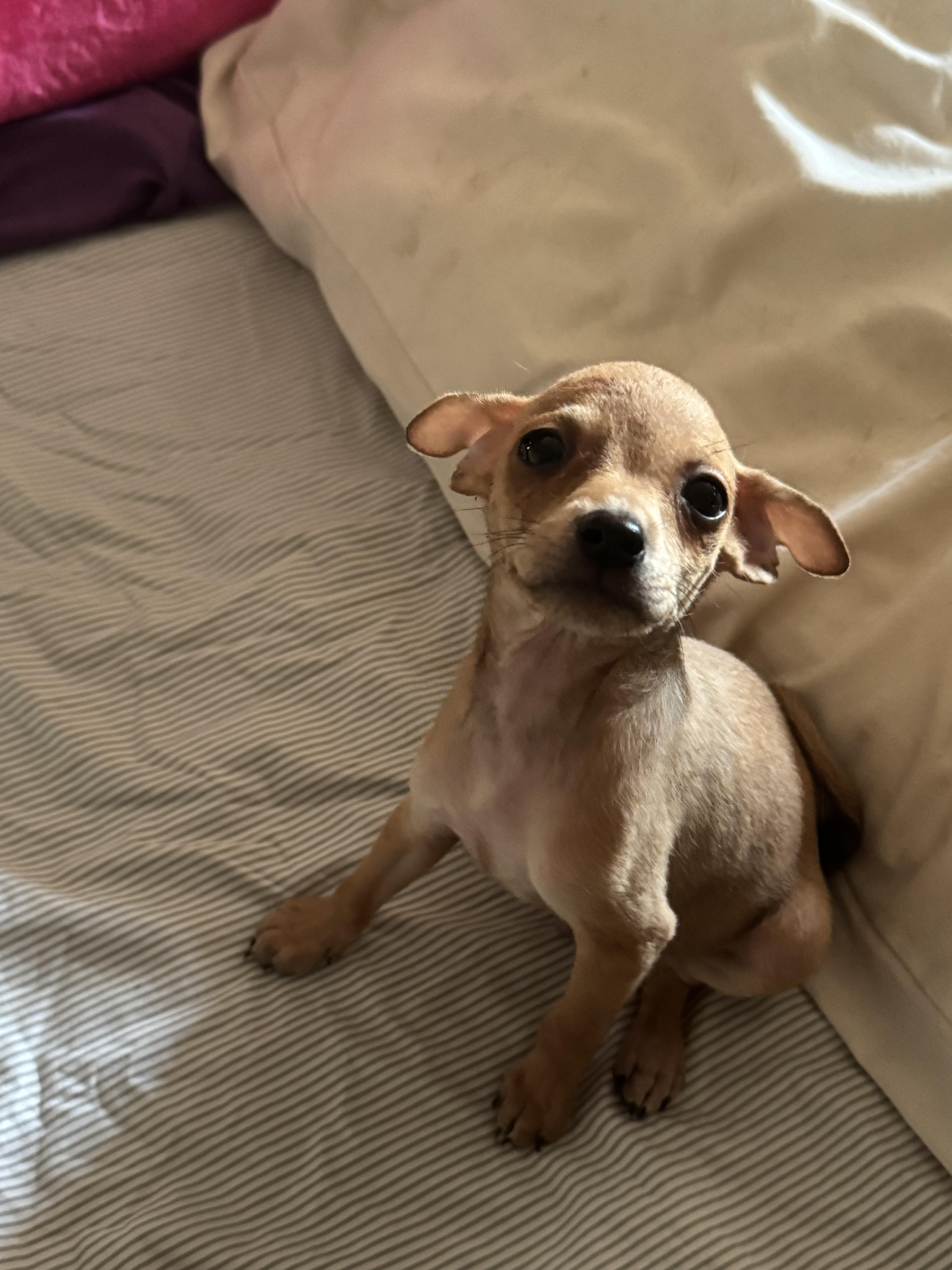 Archie, a Adoptable mixed breed in Los Angeles, CA image 3/3