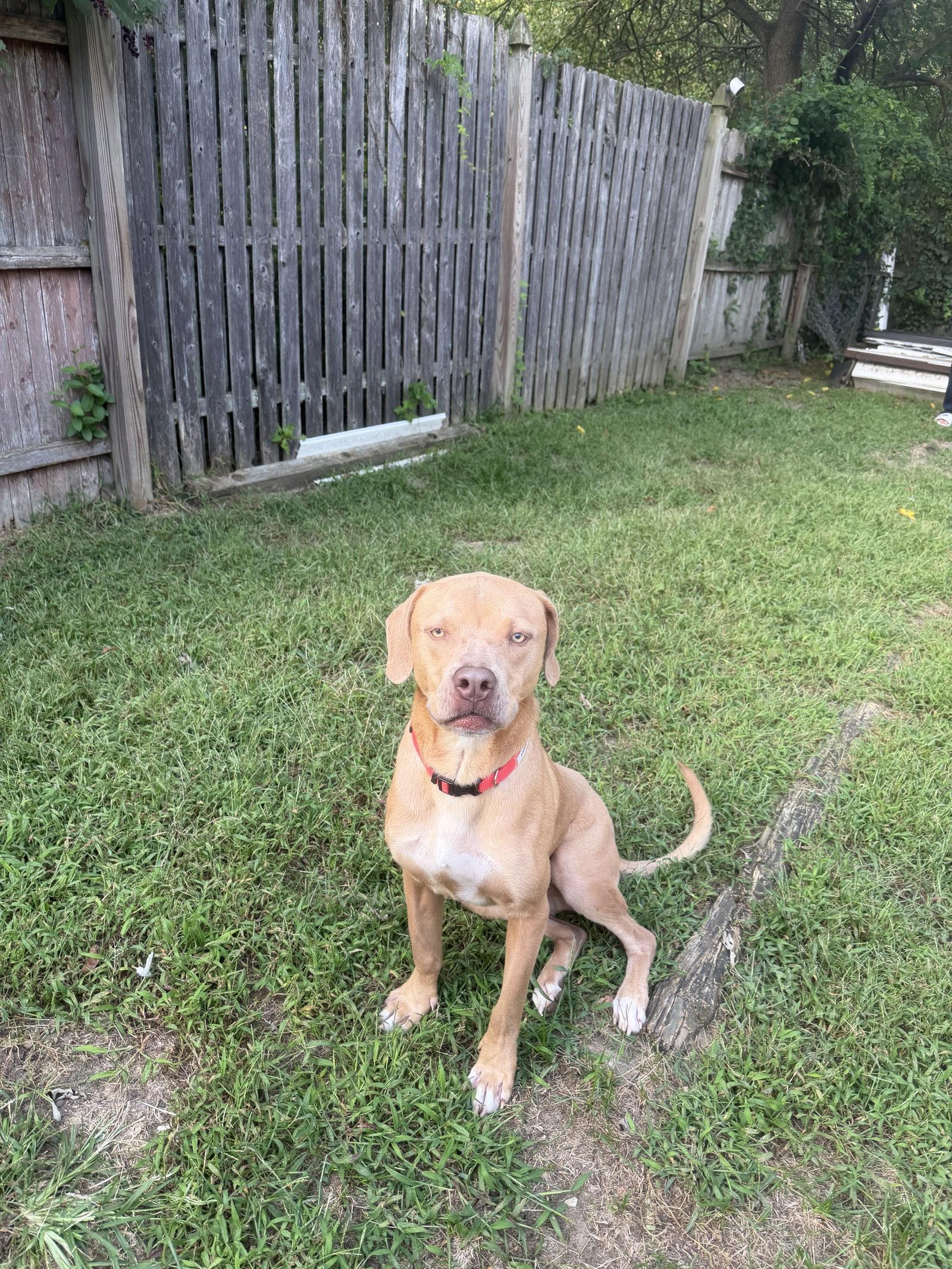Enlarge Benny, a Adoptable mixed breed in Mount Laurel, NJ image 2/3