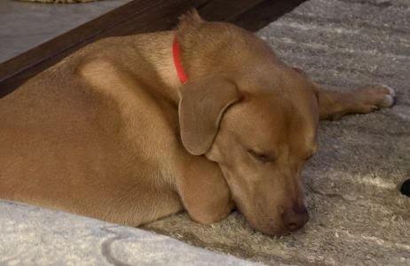 Enlarge Benny, a Adoptable mixed breed in Mount Laurel, NJ image 2/3