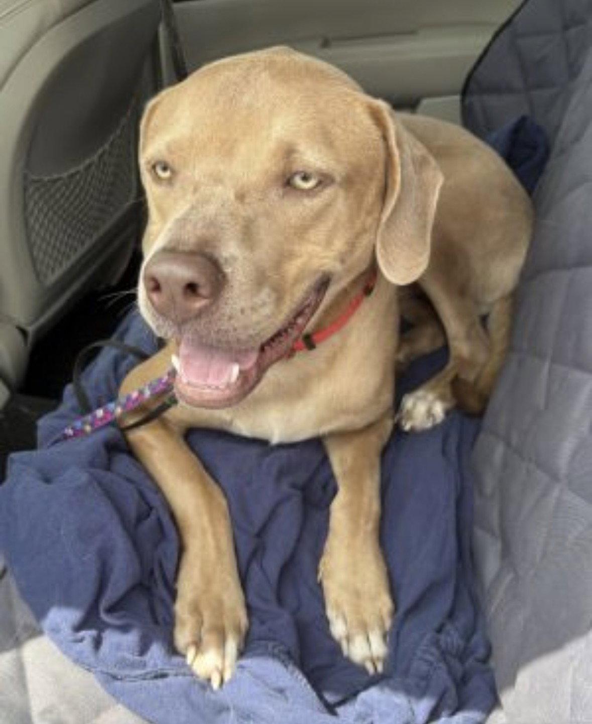 Enlarge Benny, a Adoptable mixed breed in Mount Laurel, NJ image 3/3