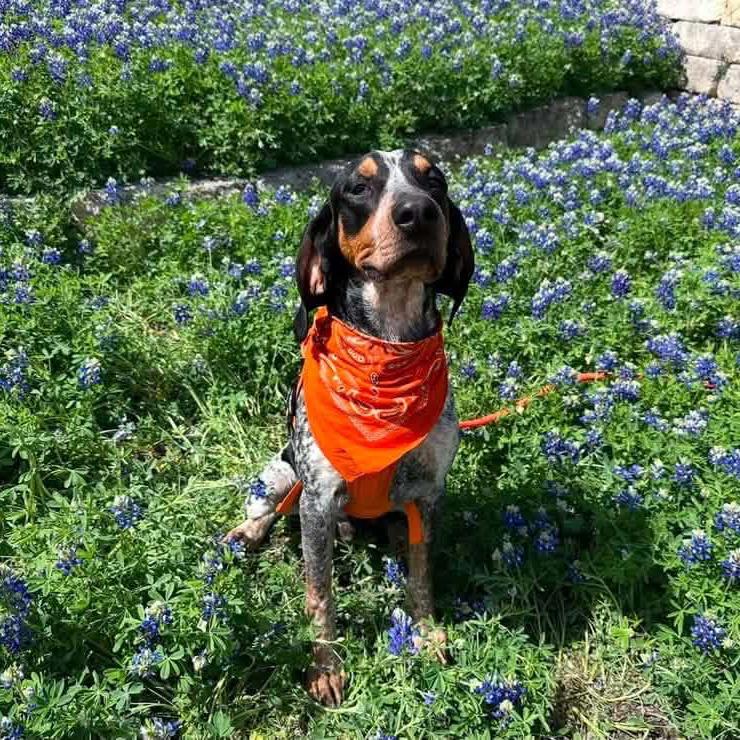 Hank, Adoptable, Adult Male Bluetick Coonhound.