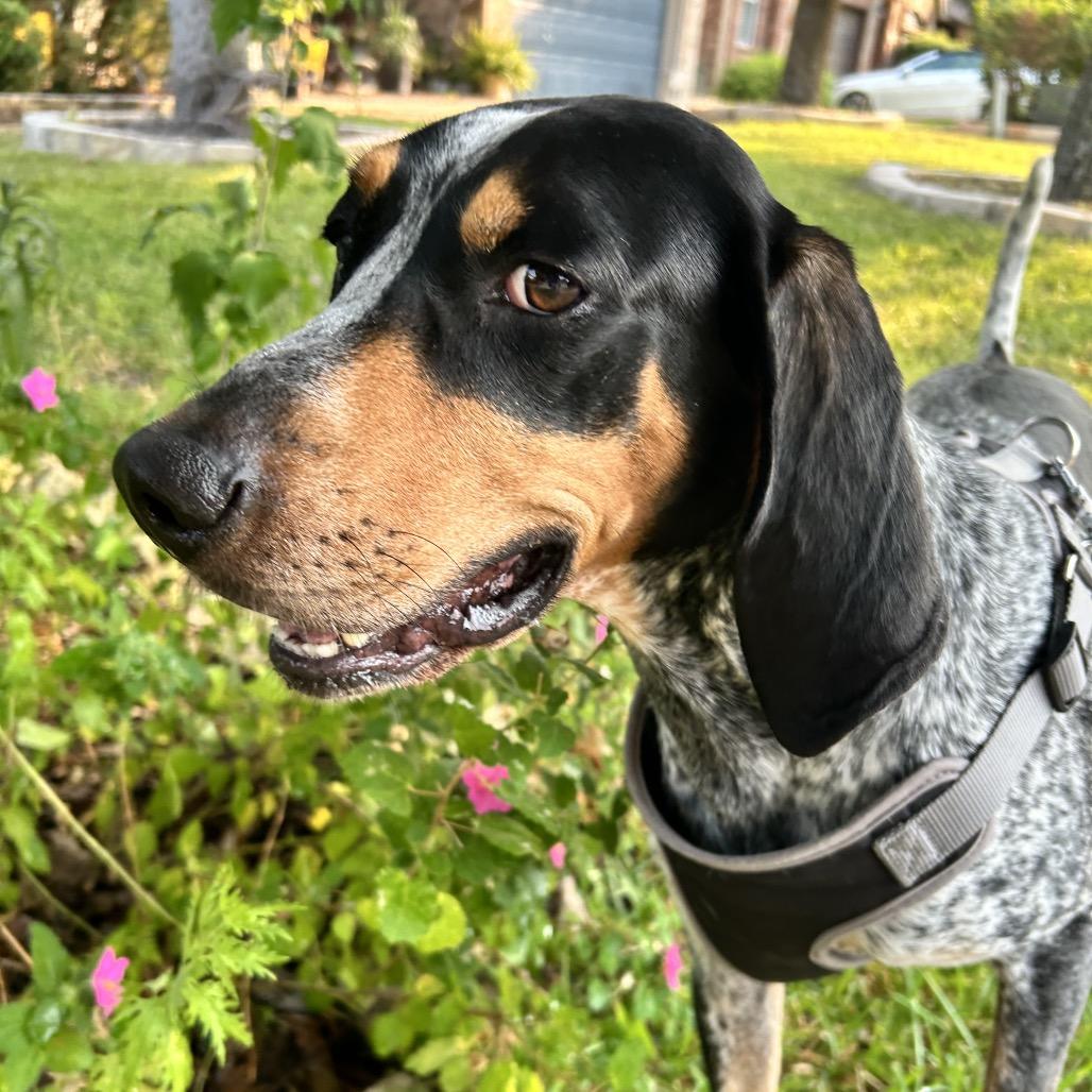 Hank, a Adoptable Bluetick Coonhound in Austin, TX image 2/6