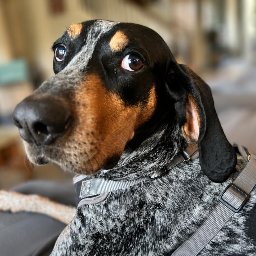Hank, a Adoptable Bluetick Coonhound in Austin, TX image 3/6