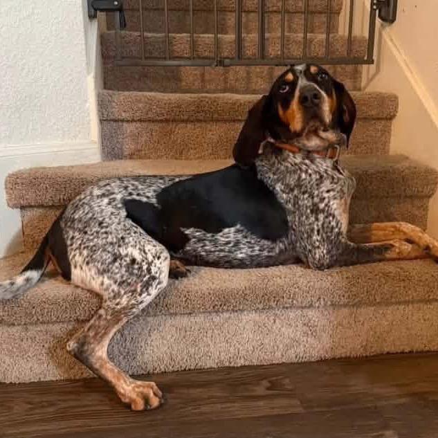 Hank, a Adoptable Bluetick Coonhound in Austin, TX image 5/6