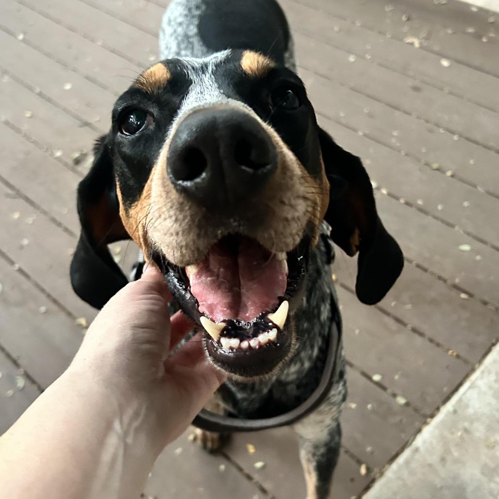Hank, a Adoptable Bluetick Coonhound in Austin, TX image 6/6