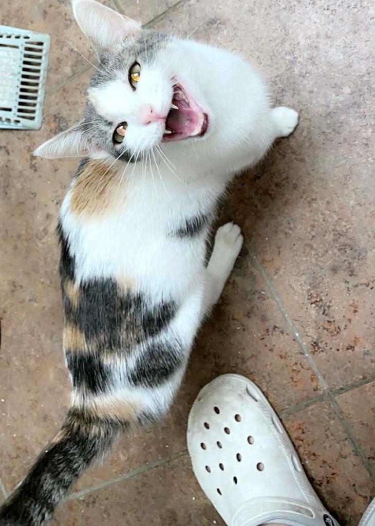 Cookie, Adoptable, Adult Female Domestic Short Hair.