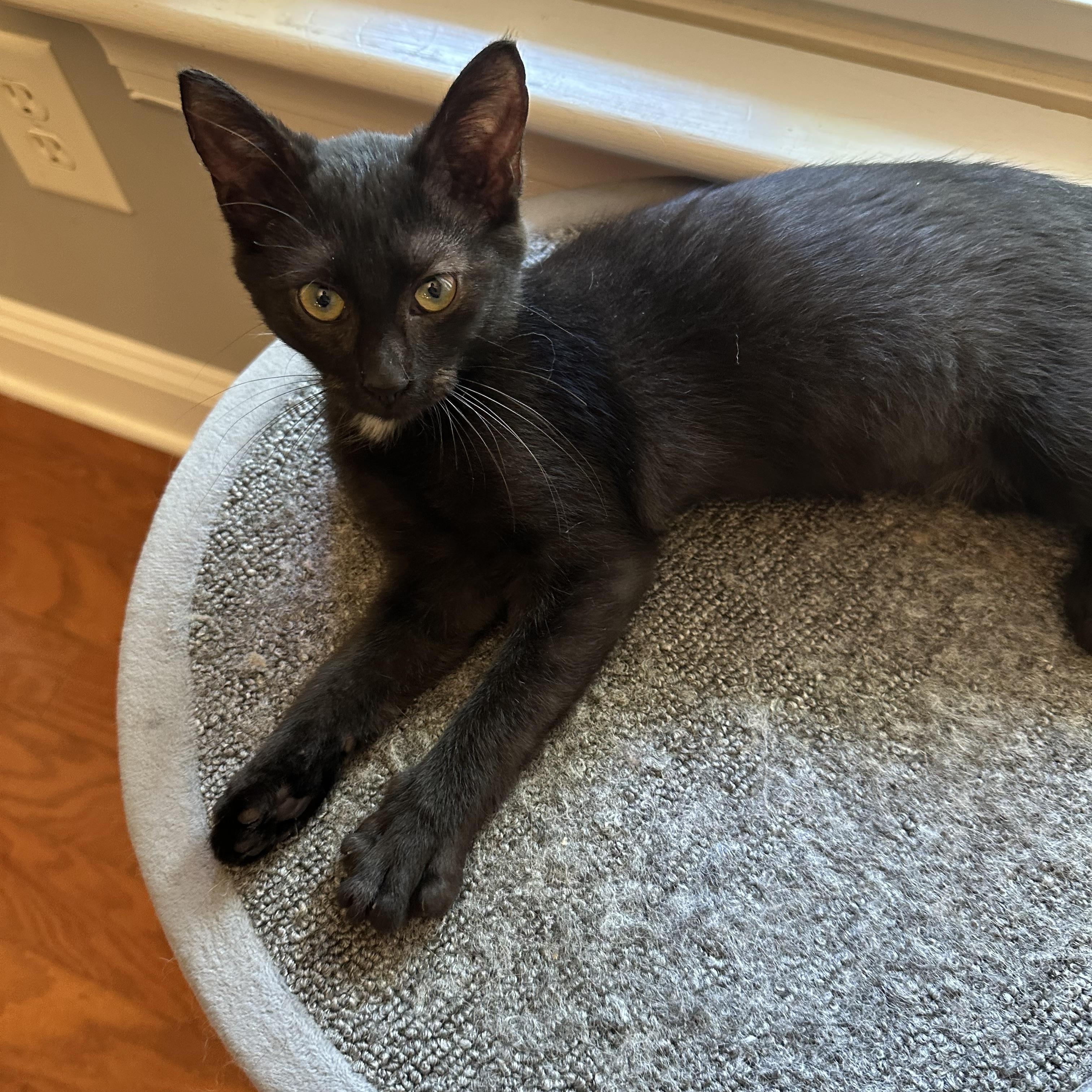 Frick, Adoptable, Kitten Female Domestic Short Hair.