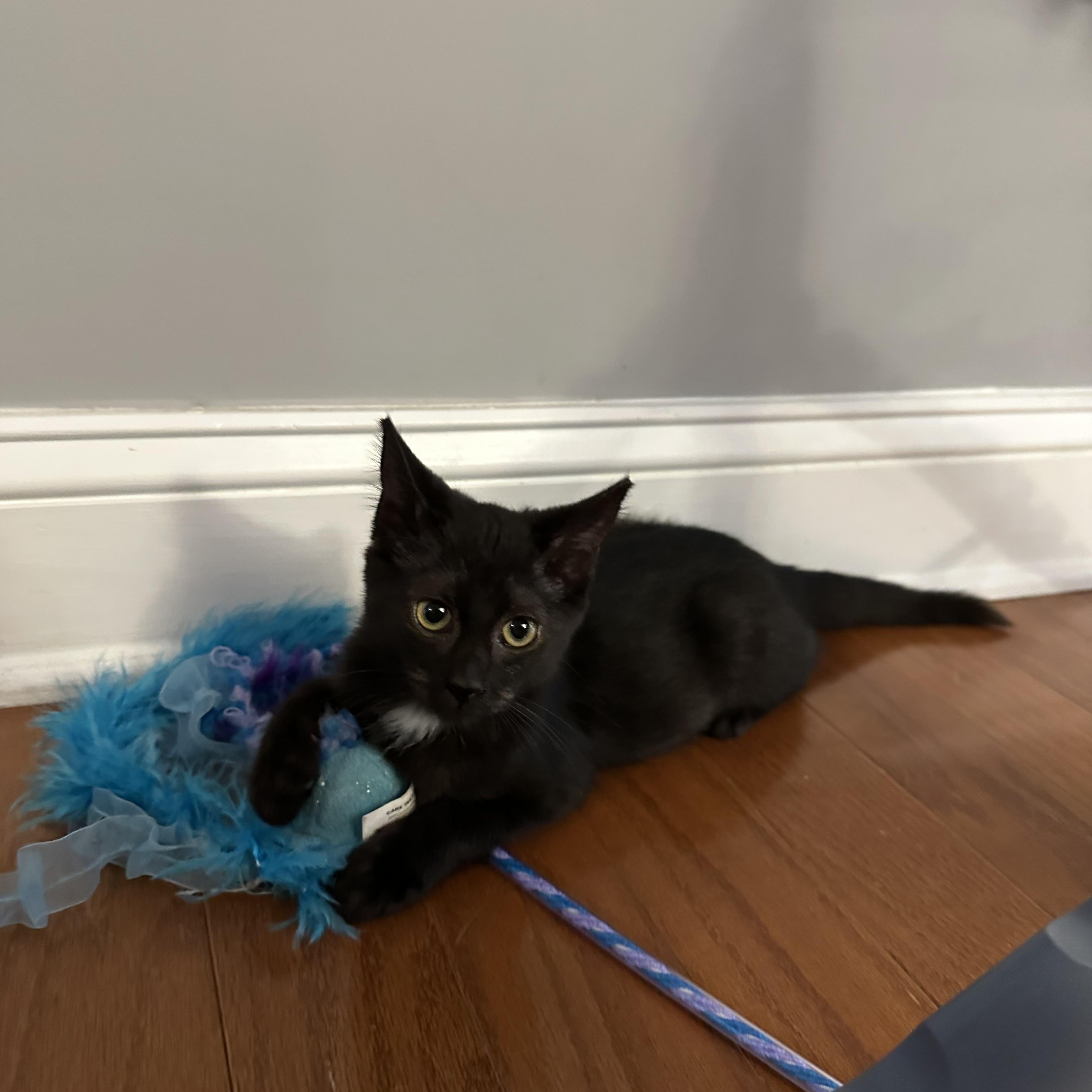 Frick, a Adoptable Domestic Short Hair in Spring Lake, NC image 3/5