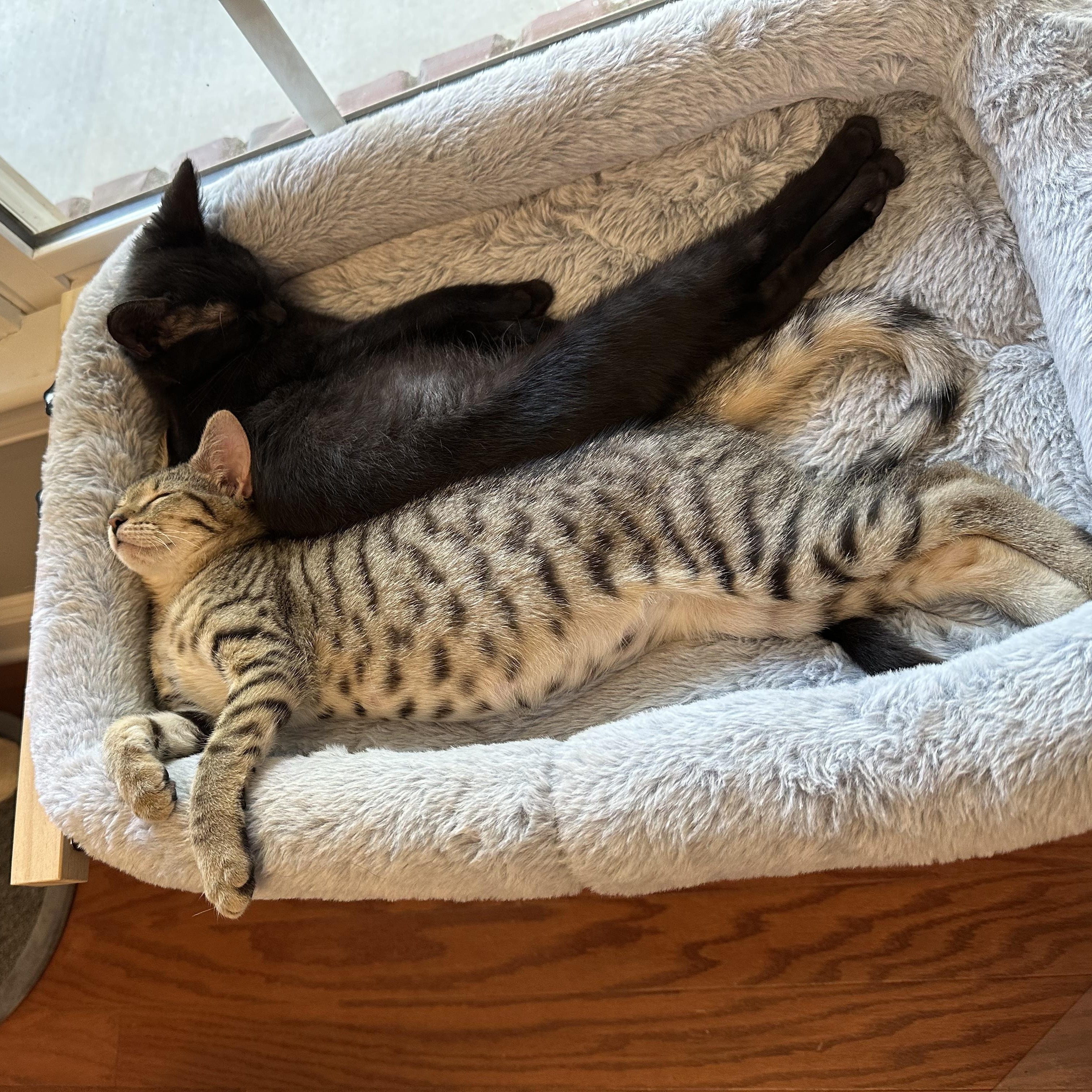 Frick, a Adoptable Domestic Short Hair in Spring Lake, NC image 2/5