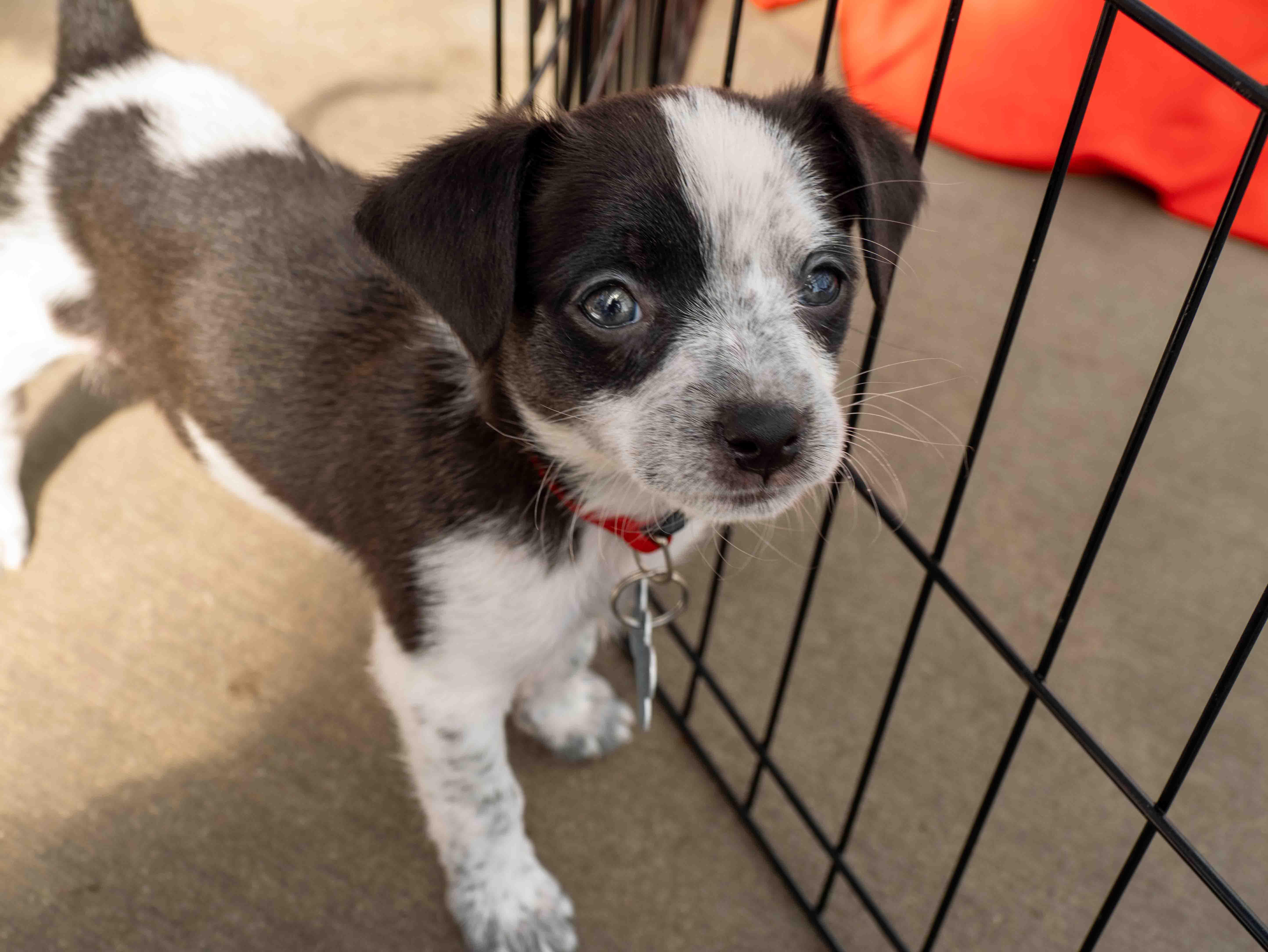 Enlarge Sealy, a Adoptable mixed breed in Minneapolis, MN image 4/6