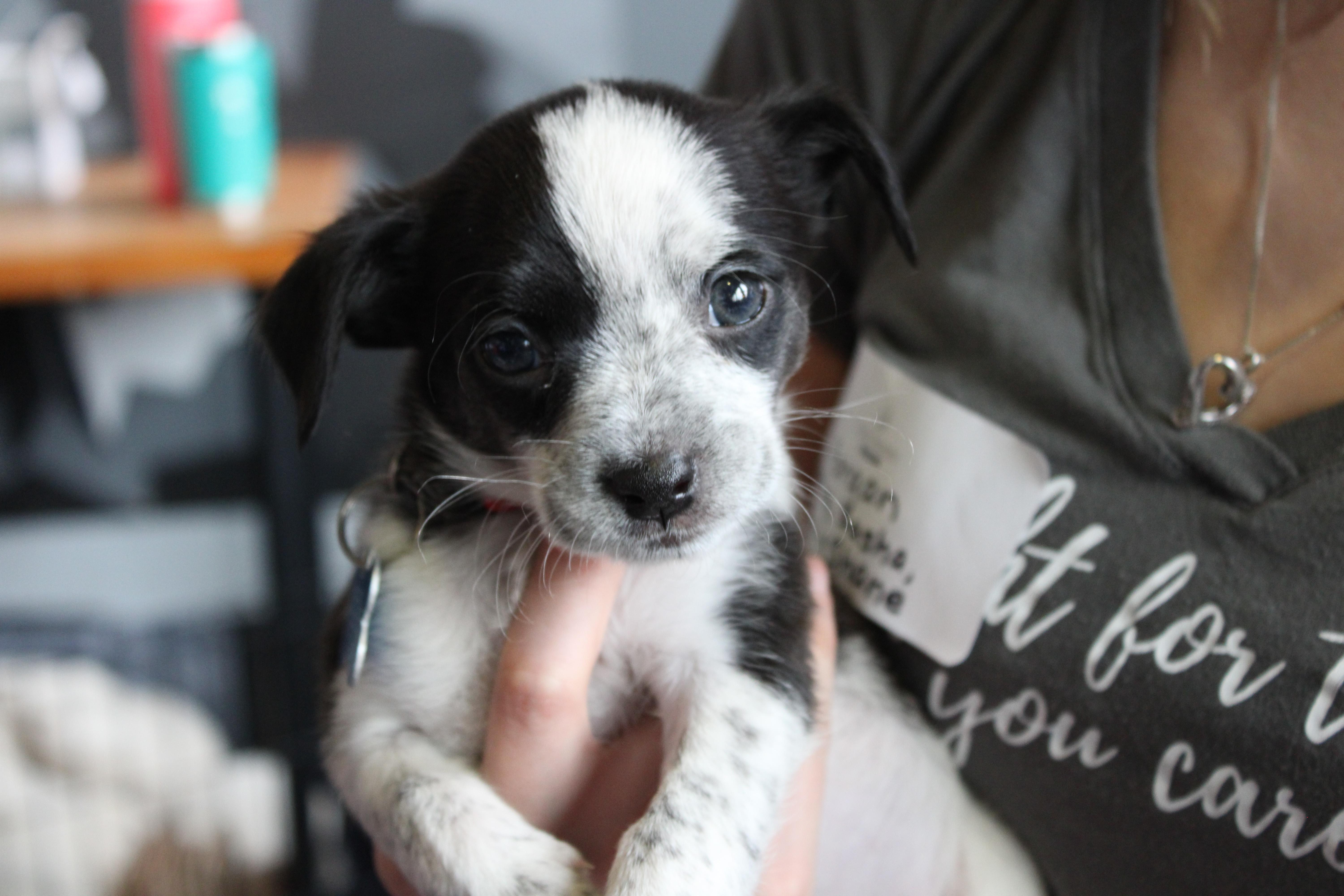 Enlarge Sealy, a Adoptable mixed breed in Minneapolis, MN image 6/6
