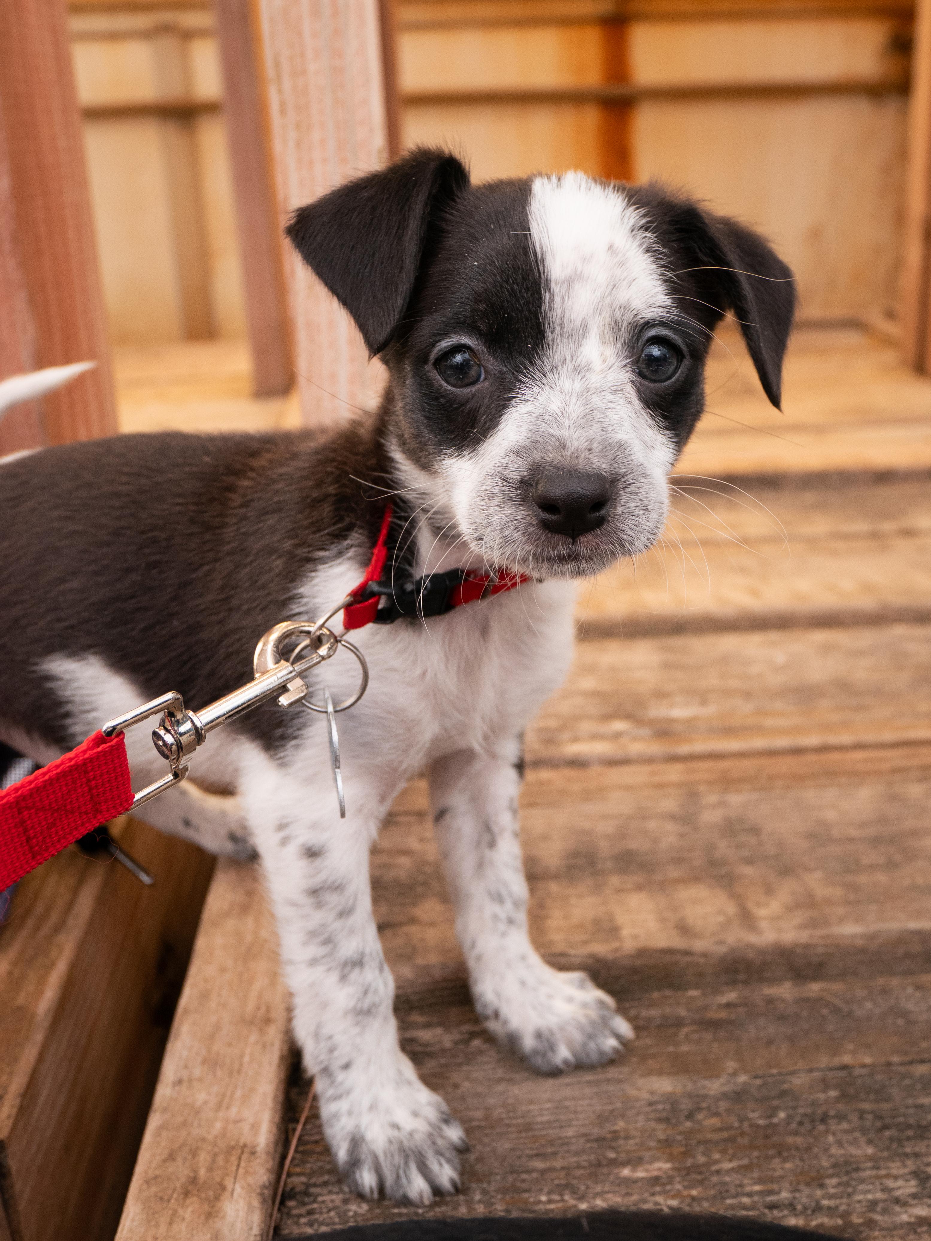 Enlarge Sealy, a Adoptable mixed breed in Minneapolis, MN image 1/6