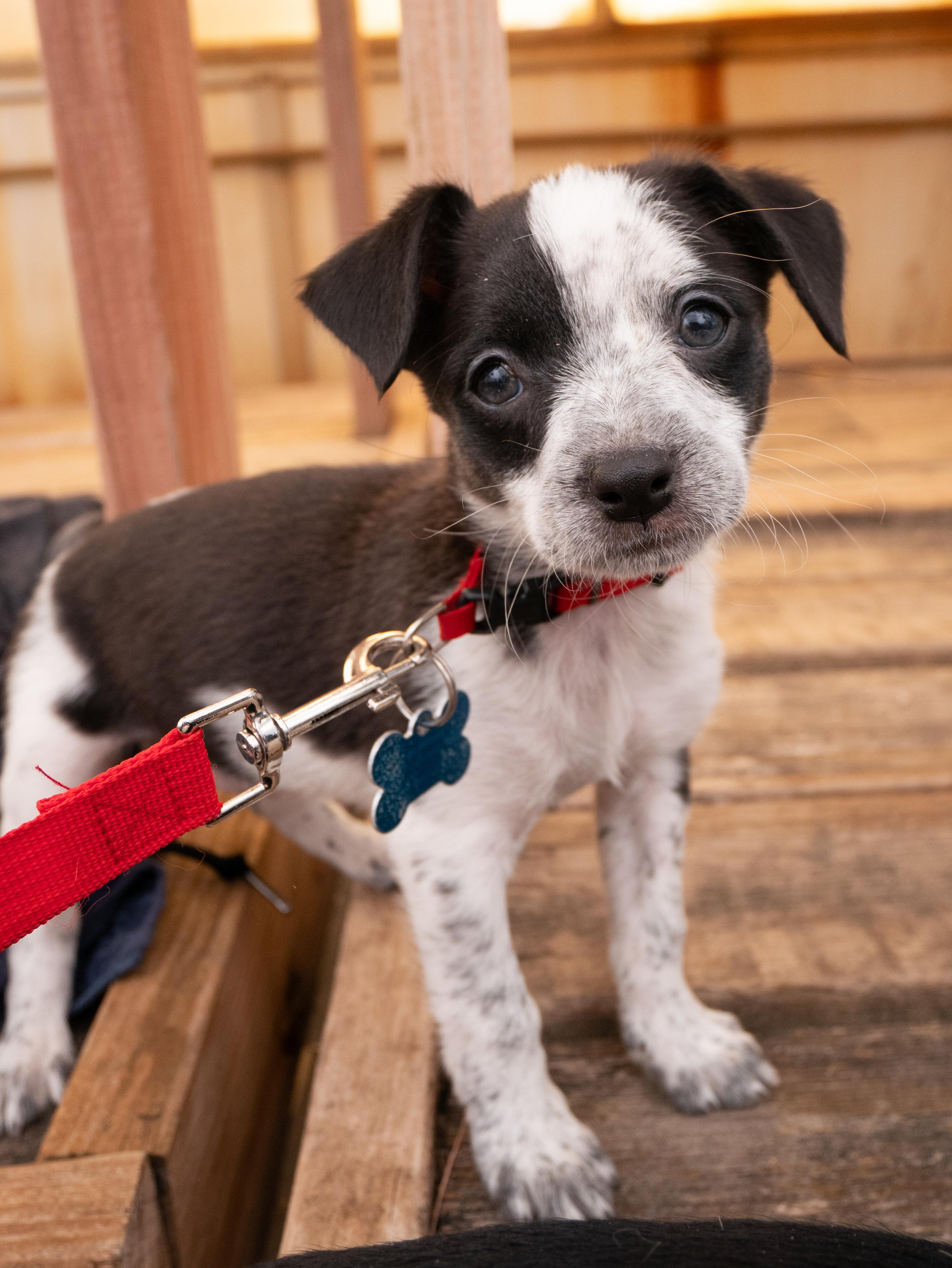 Enlarge Sealy, a Adoptable mixed breed in Minneapolis, MN image 2/6