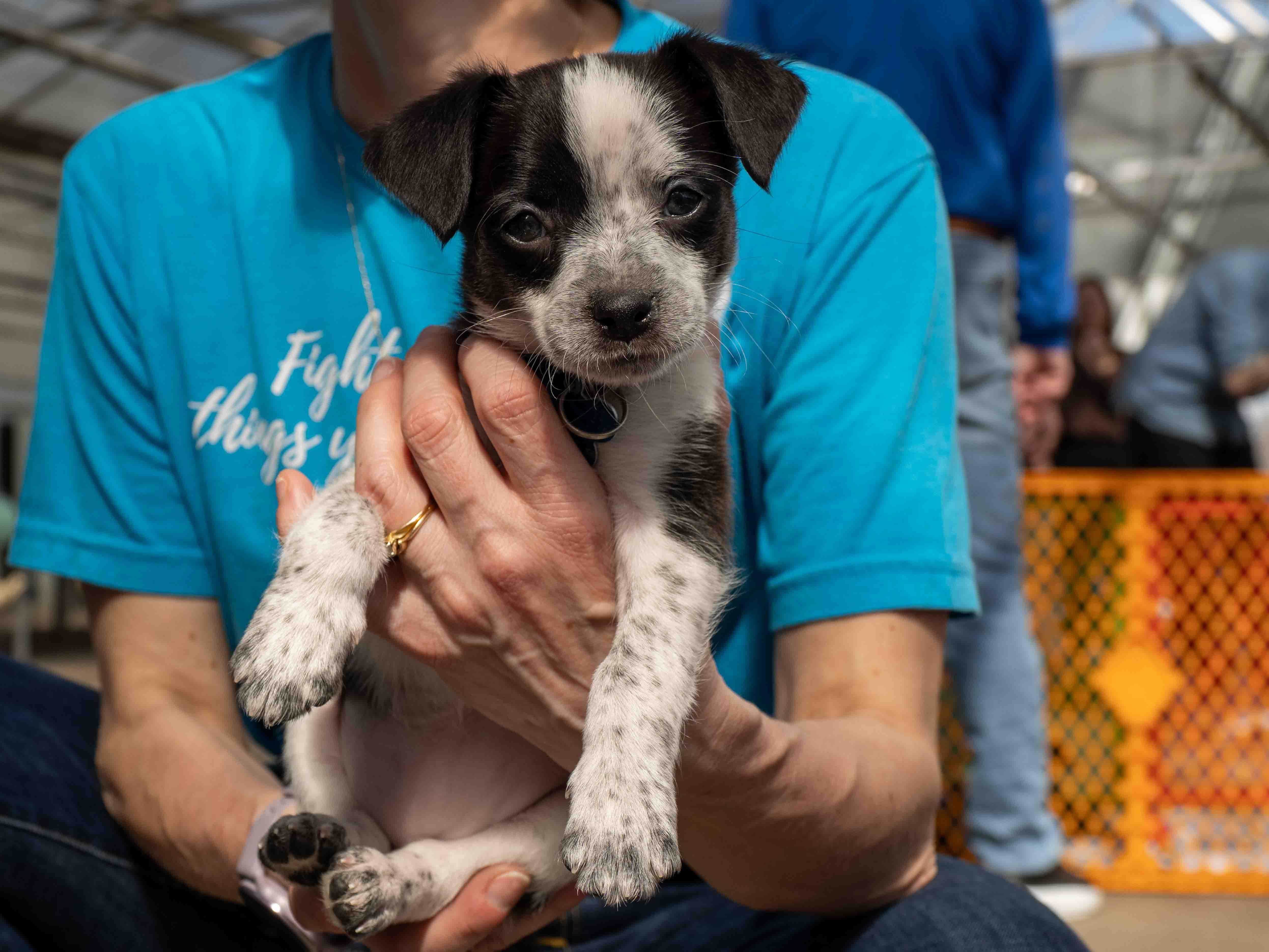 Enlarge Sealy, a Adoptable mixed breed in Minneapolis, MN image 5/6