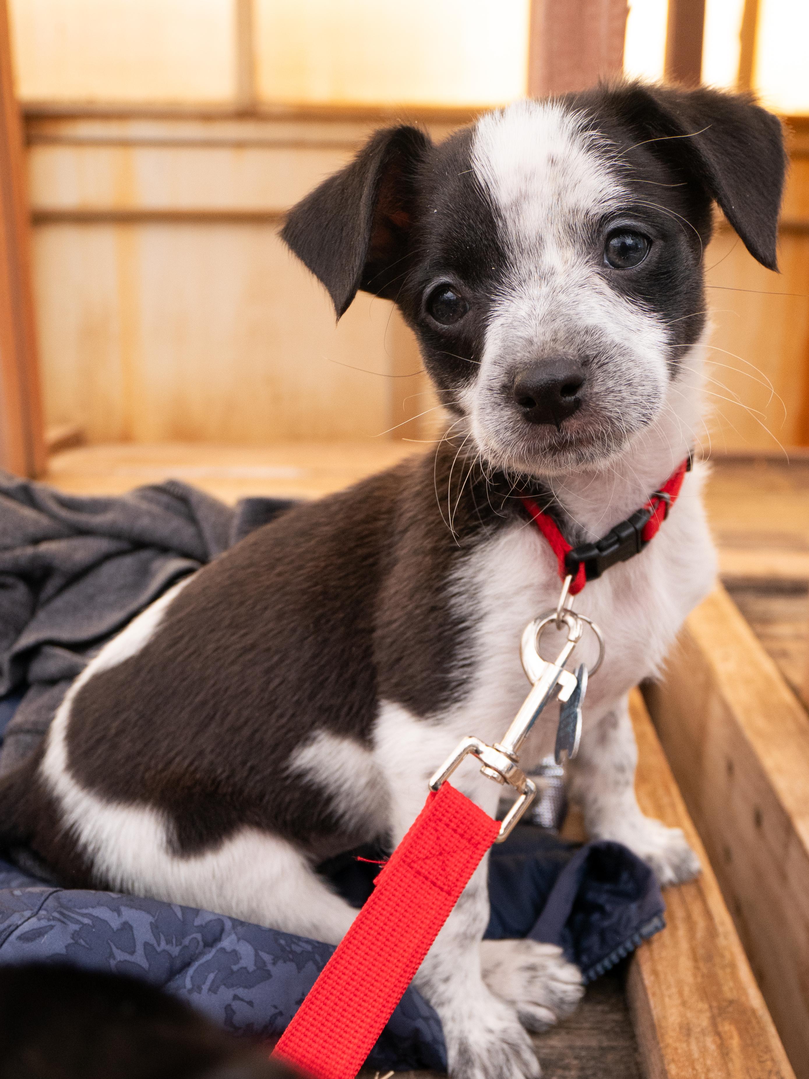 Enlarge Sealy, a Adoptable mixed breed in Minneapolis, MN image 3/6