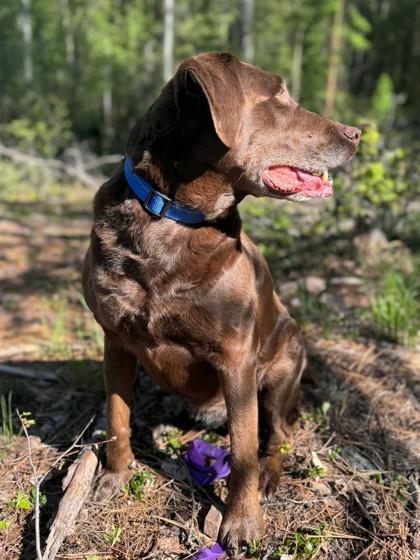 Enlarge Milla, a ADOPTABLE Labrador Retriever in Cranbrook, BC image 3/3