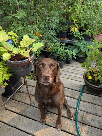 Enlarge Milla, a ADOPTABLE Labrador Retriever in Cranbrook, BC image 2/3