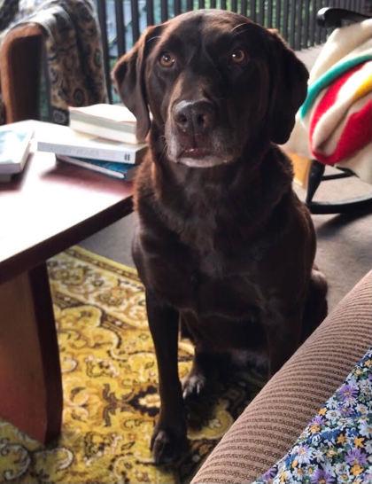 Milla, ADOPTABLE, Adult Female Labrador Retriever.