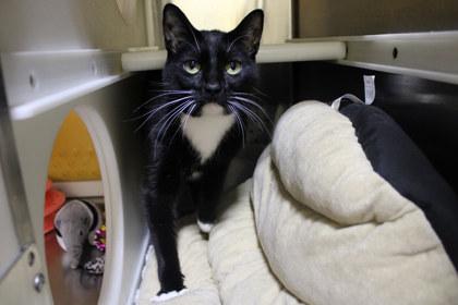 Mathias, Adoptable, Adult Male Domestic Short Hair & Domestic Short Hair.