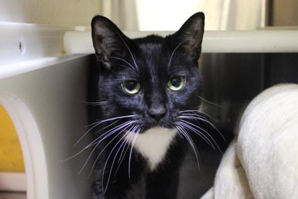 Mathias, a Adoptable mixed breed in Kansas City, MO image 2/2