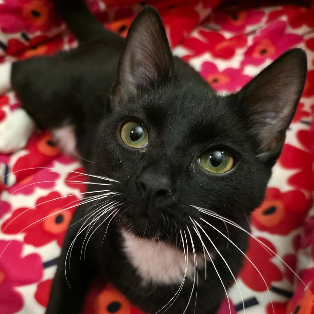 Enlarge Mack, a Adoptable Domestic Short Hair in Meridian, ID image 1/1