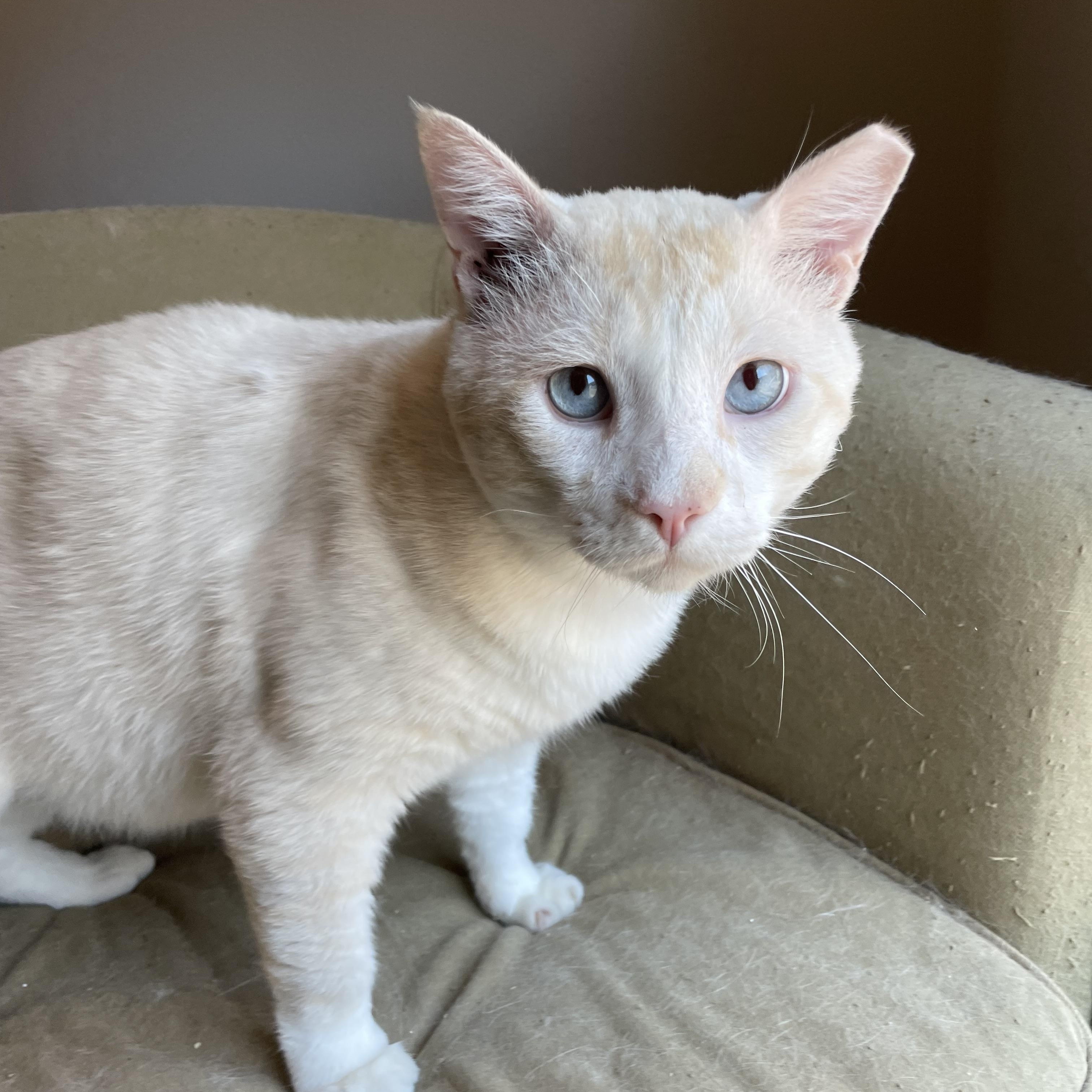 Casper (Your Friendly Goblin) photo 3