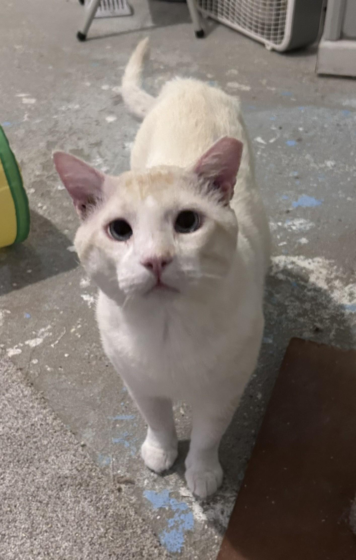 Casper (Your Friendly Goblin) photo 5