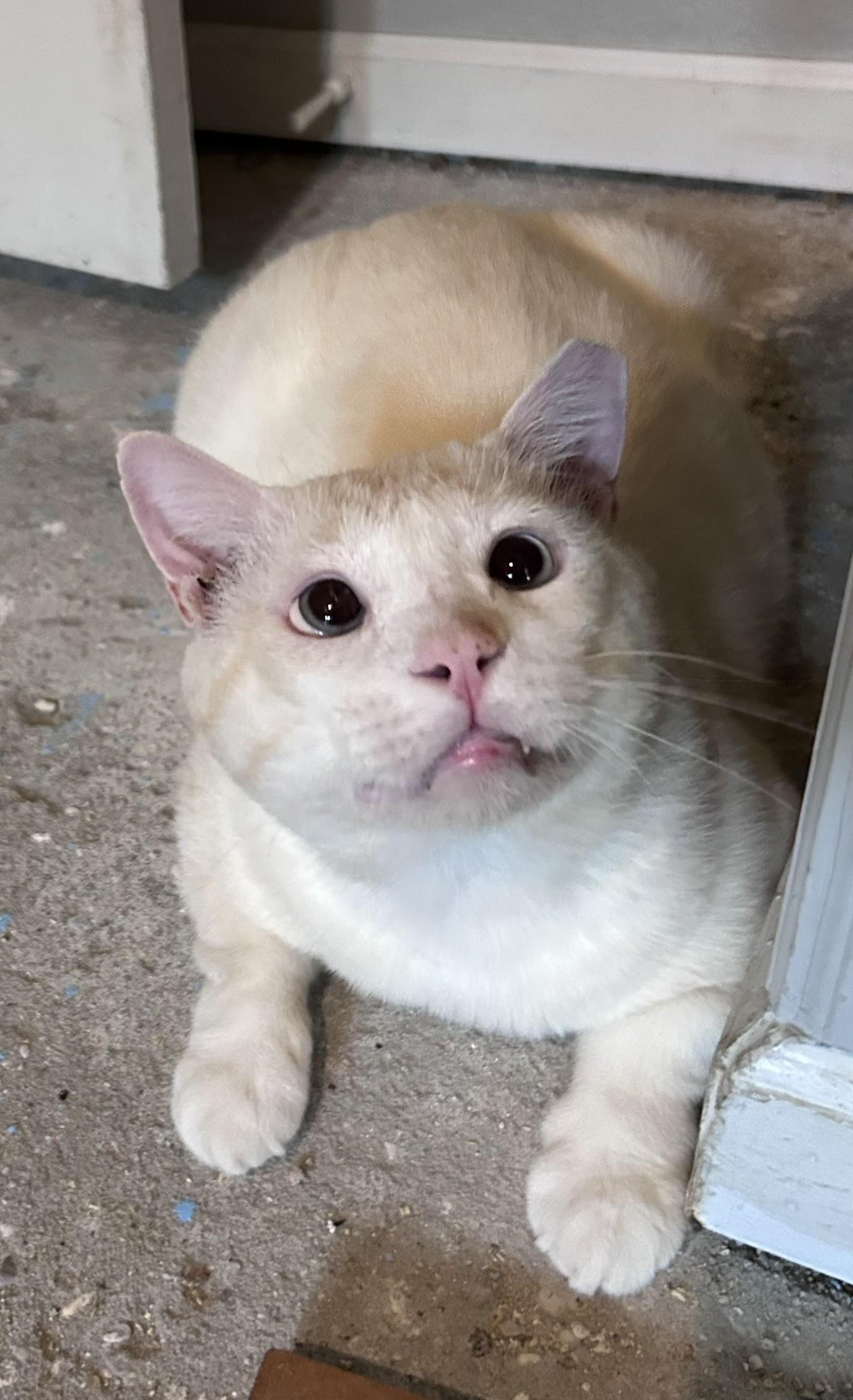 Casper (Your Friendly Goblin) photo 2