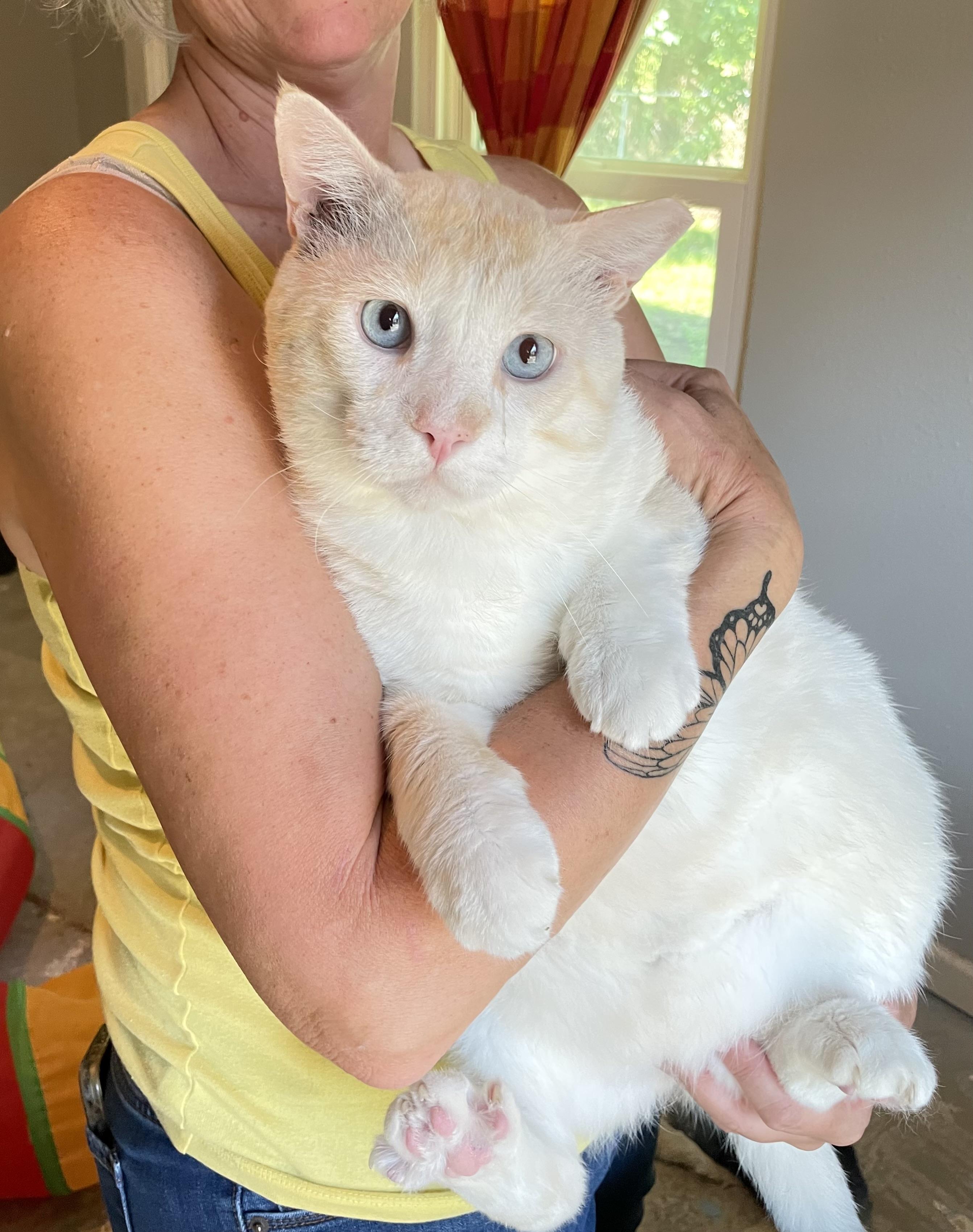 Casper (Your Friendly Goblin), Adult Male Domestic Short Hair