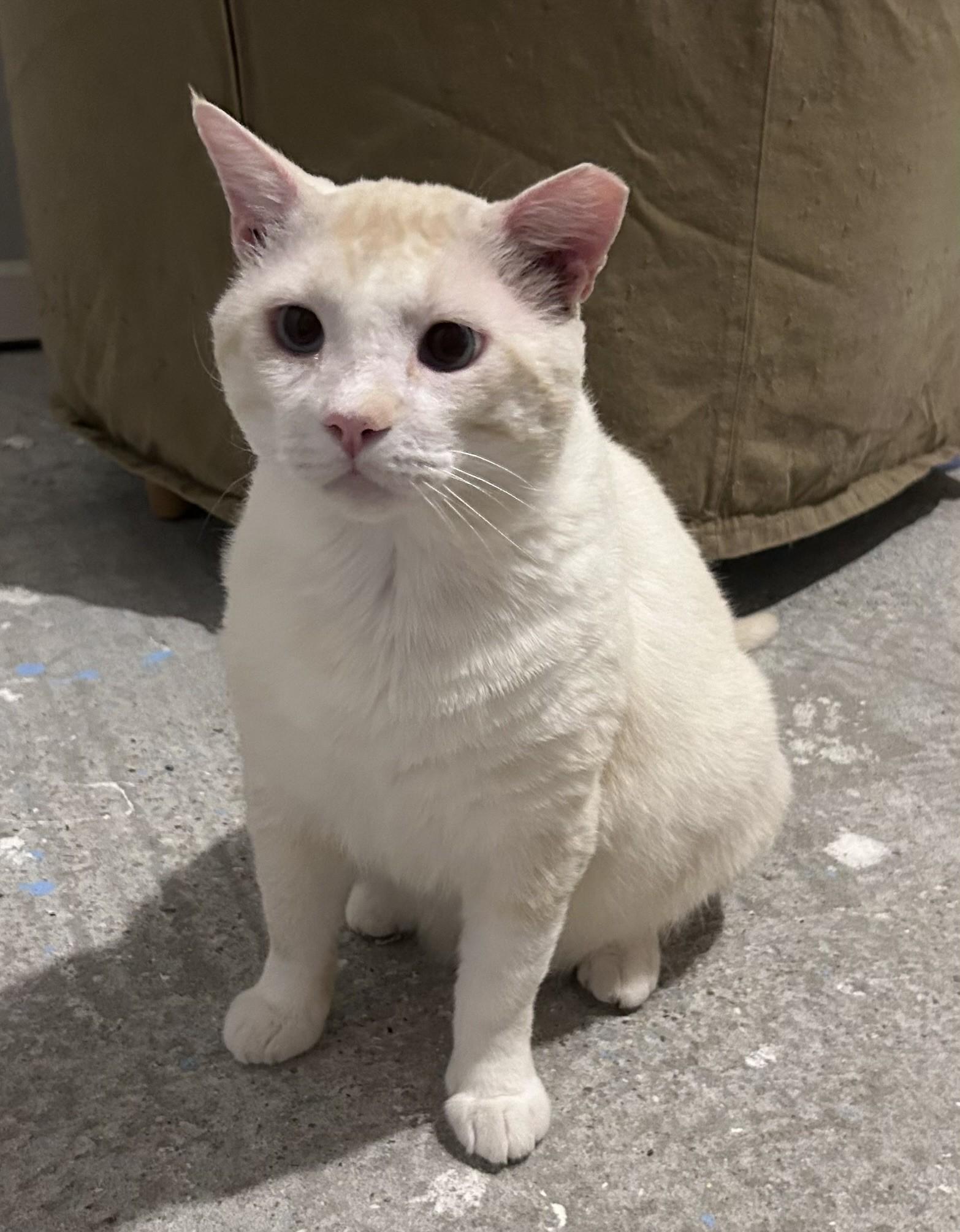 Casper (Your Friendly Goblin) photo 4