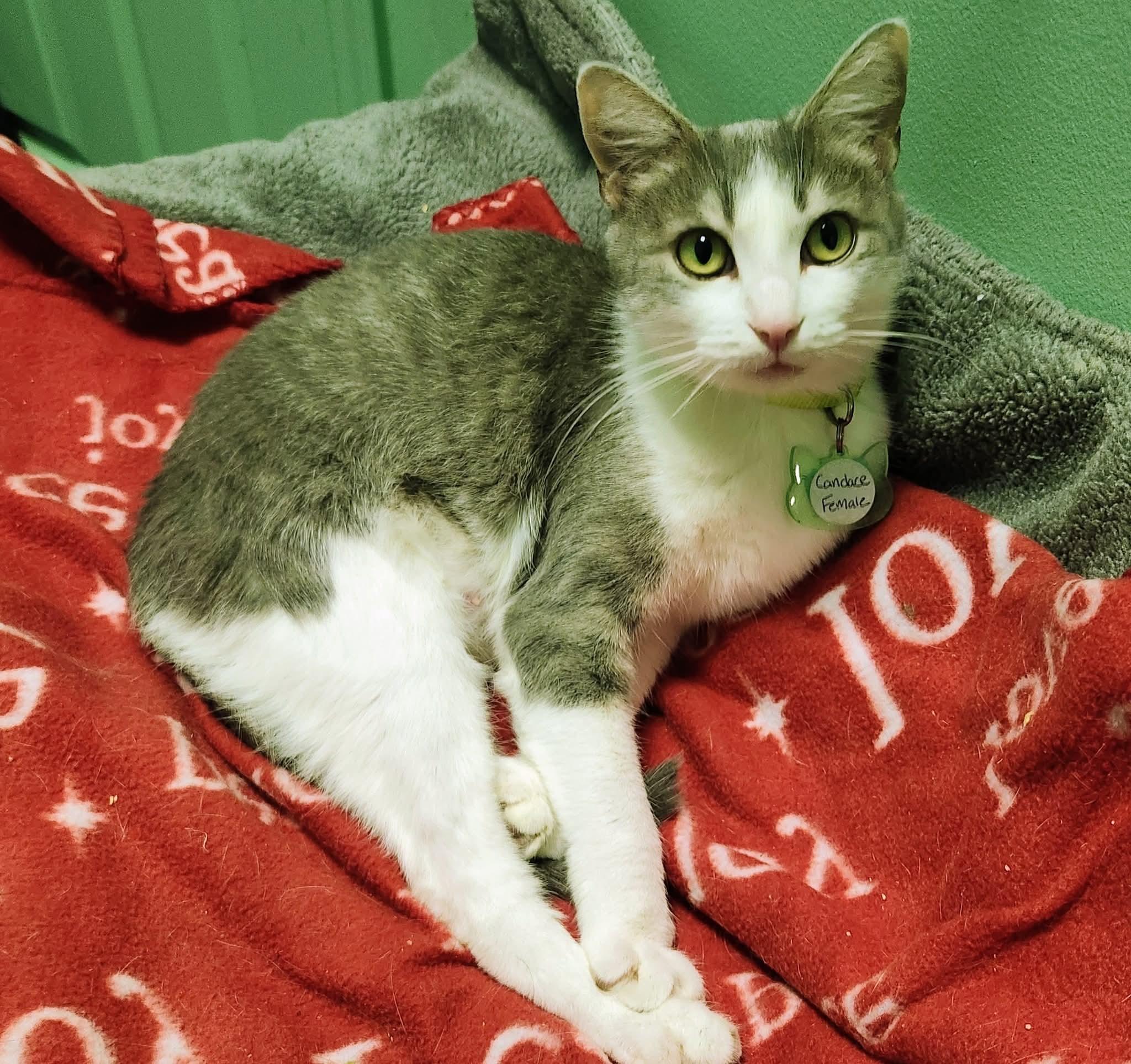 Candace, Adoptable, Adult Female Domestic Short Hair.