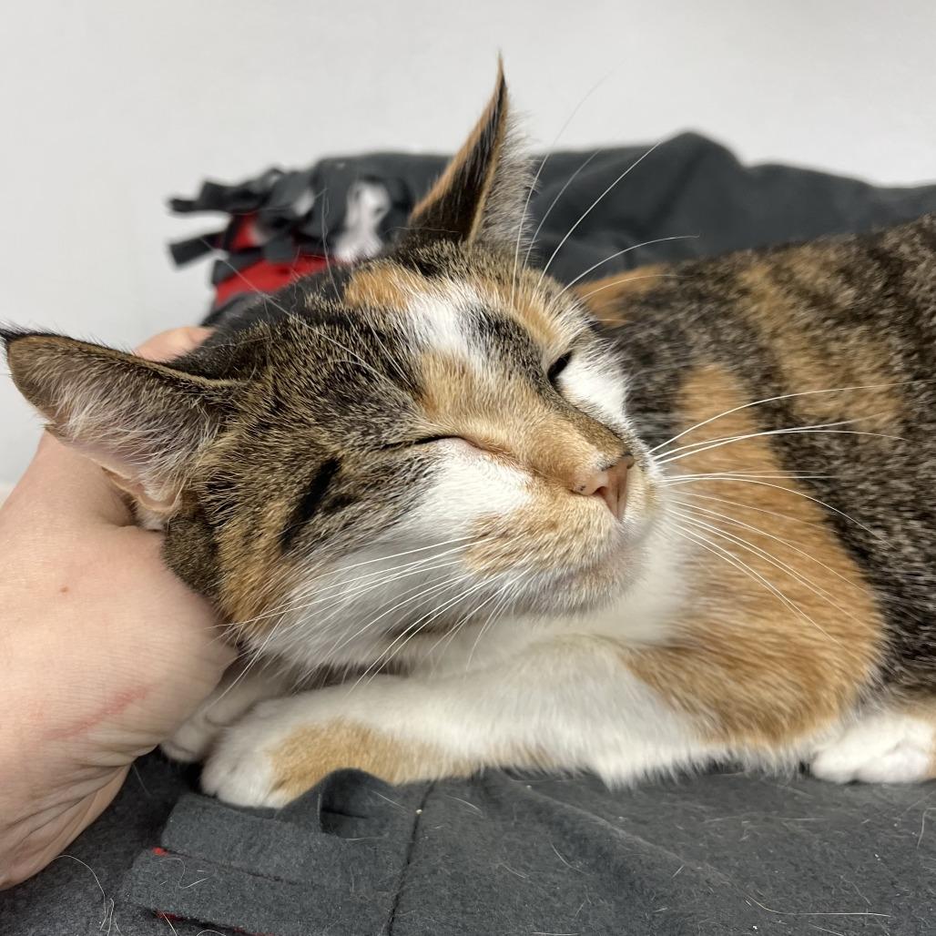 Enlarge Tinsel, a Adoptable mixed breed in La Grange, KY image 1/6