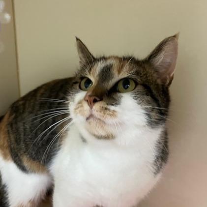 Tinsel, a Adoptable mixed breed in La Grange, KY image 1/3