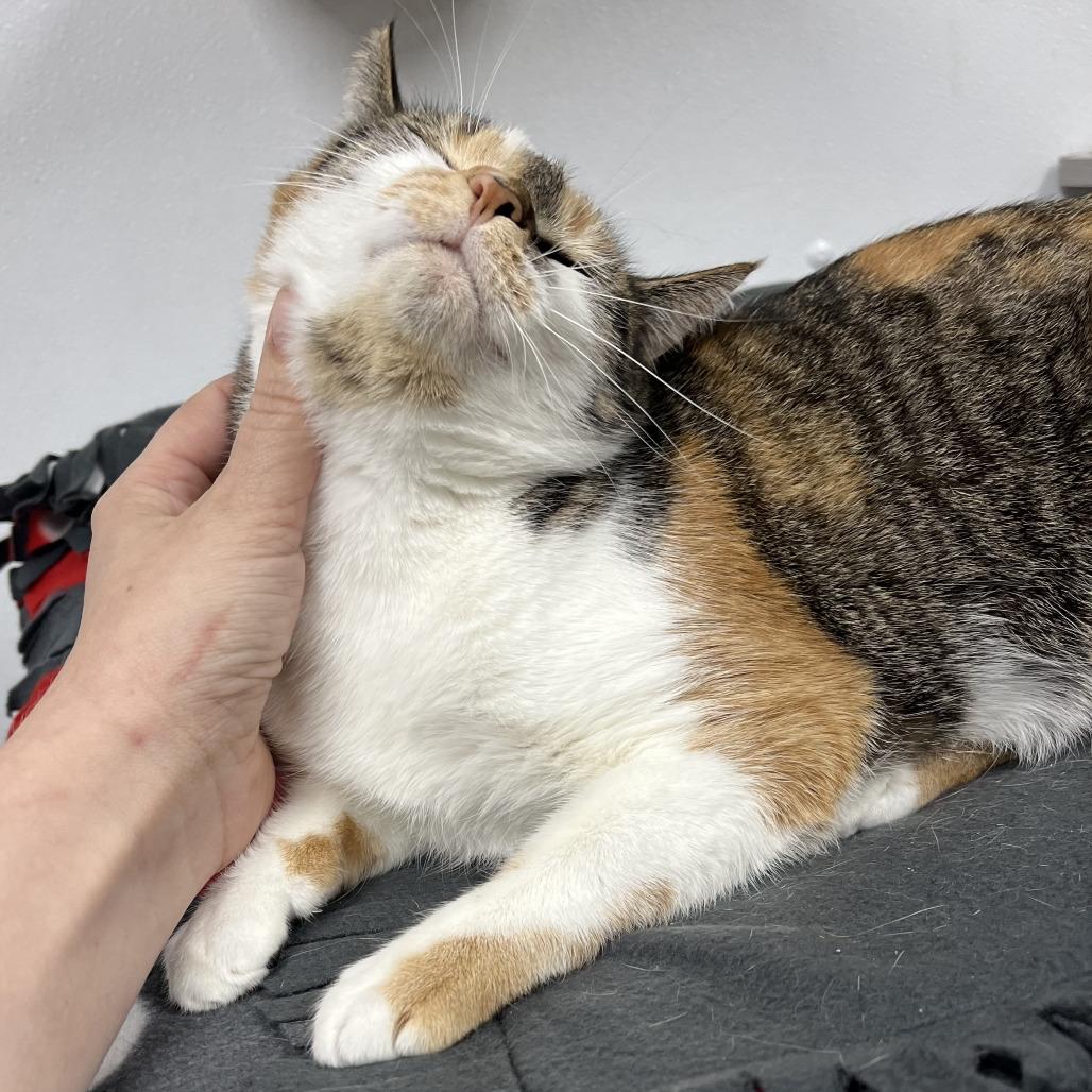 Enlarge Tinsel, a Adoptable mixed breed in La Grange, KY image 3/6