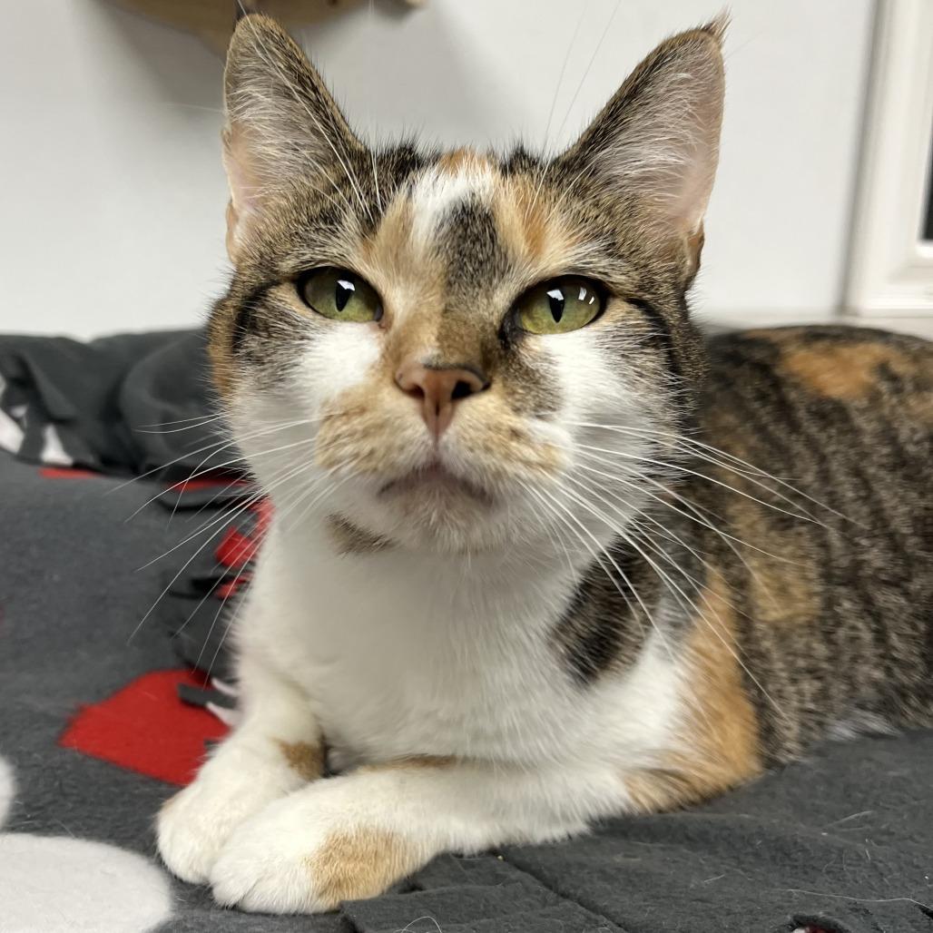 Enlarge Tinsel, a Adoptable mixed breed in La Grange, KY image 5/6