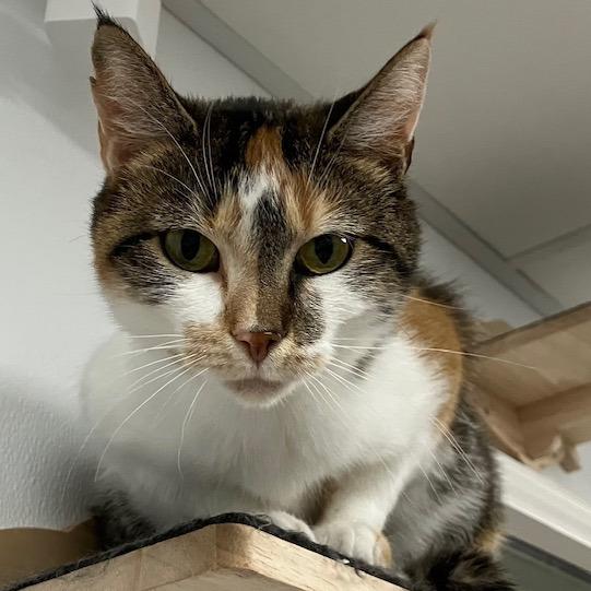 Tinsel, a Adoptable mixed breed in La Grange, KY image 3/3