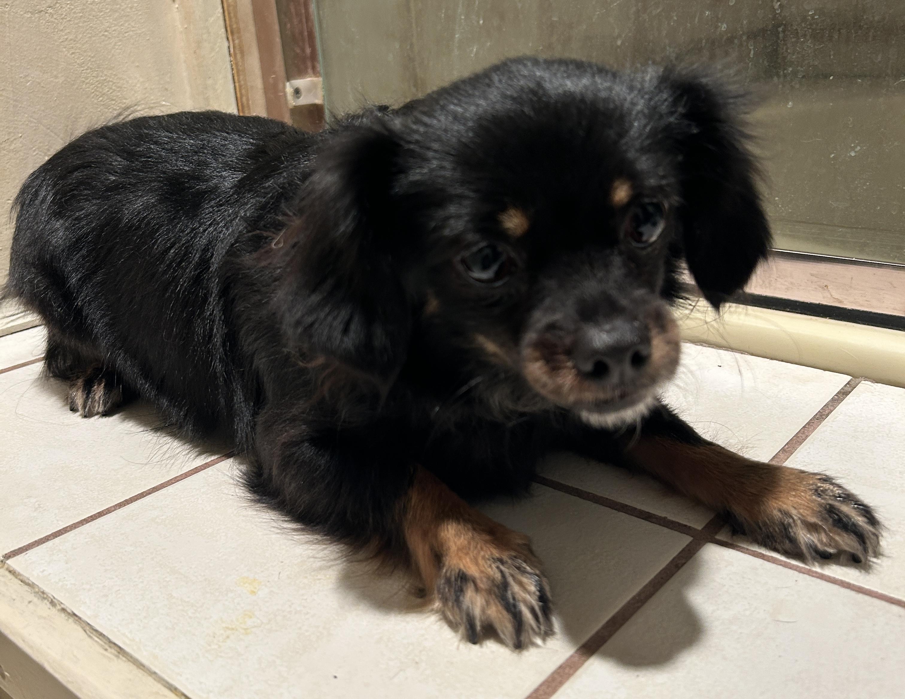 Enlarge VENUS, a ADOPTABLE mixed breed in El Cajon, CA image 2/6