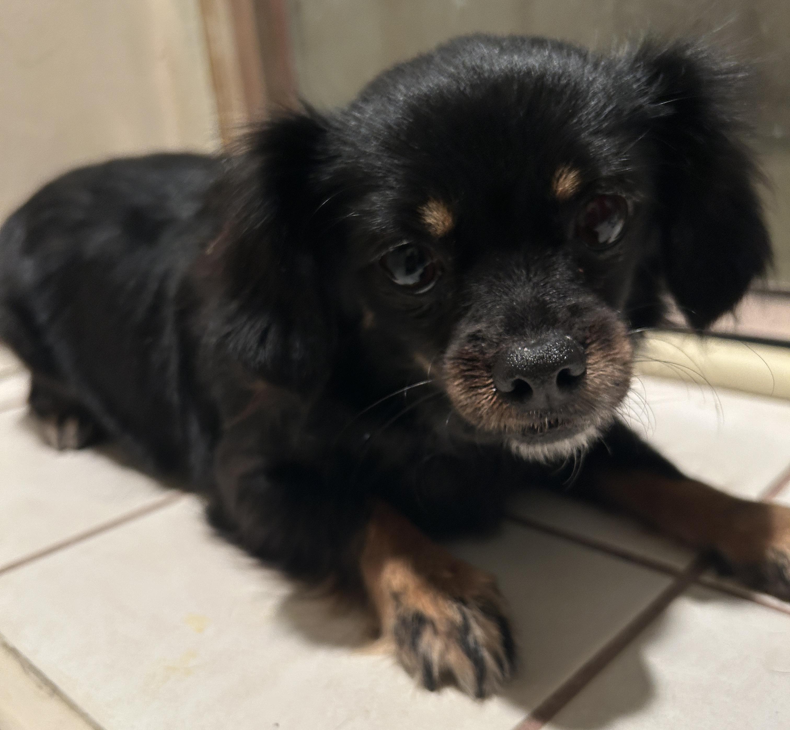 Enlarge VENUS, a ADOPTABLE mixed breed in El Cajon, CA image 1/6