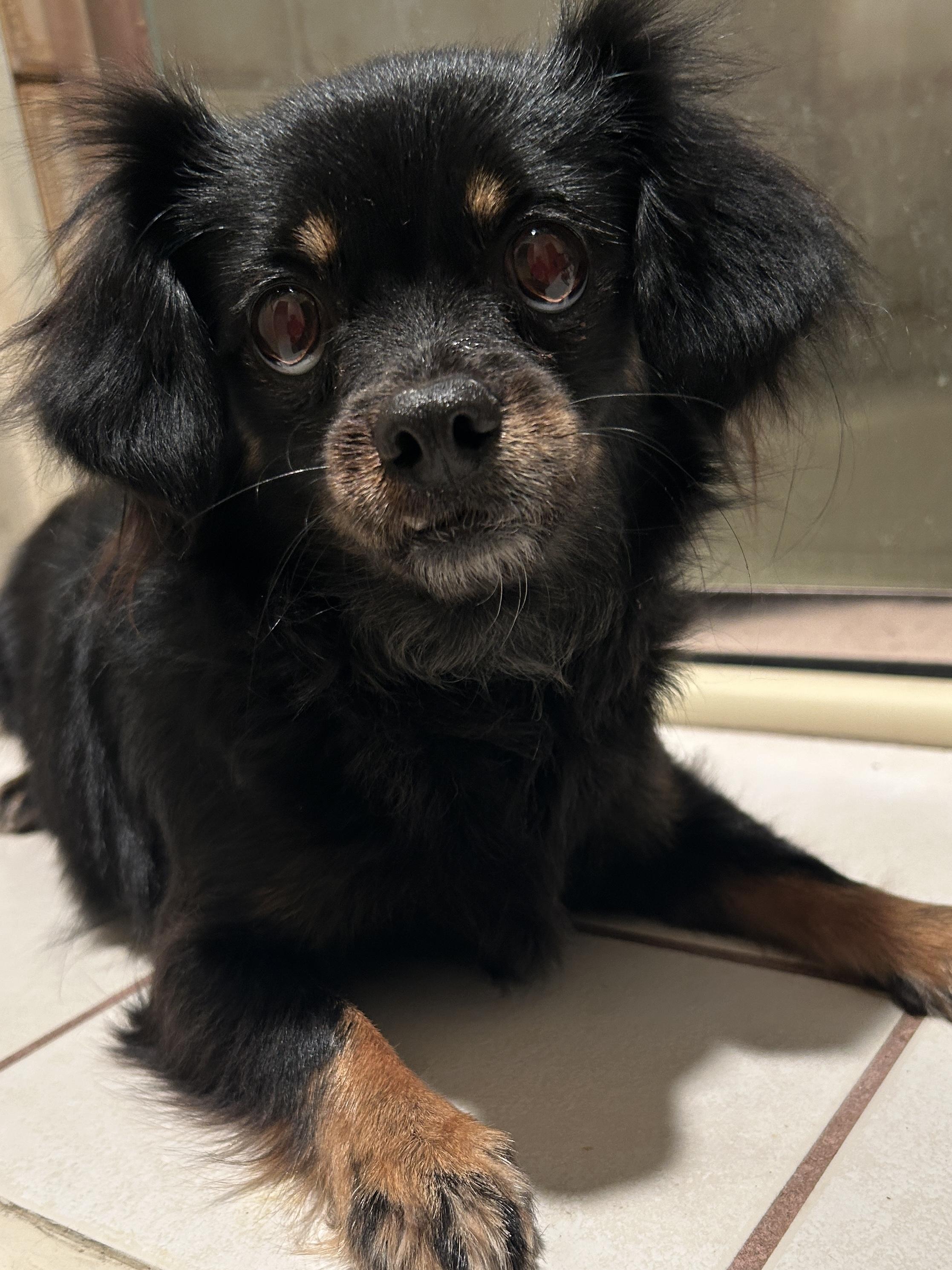 Enlarge VENUS, a ADOPTABLE mixed breed in El Cajon, CA image 4/6