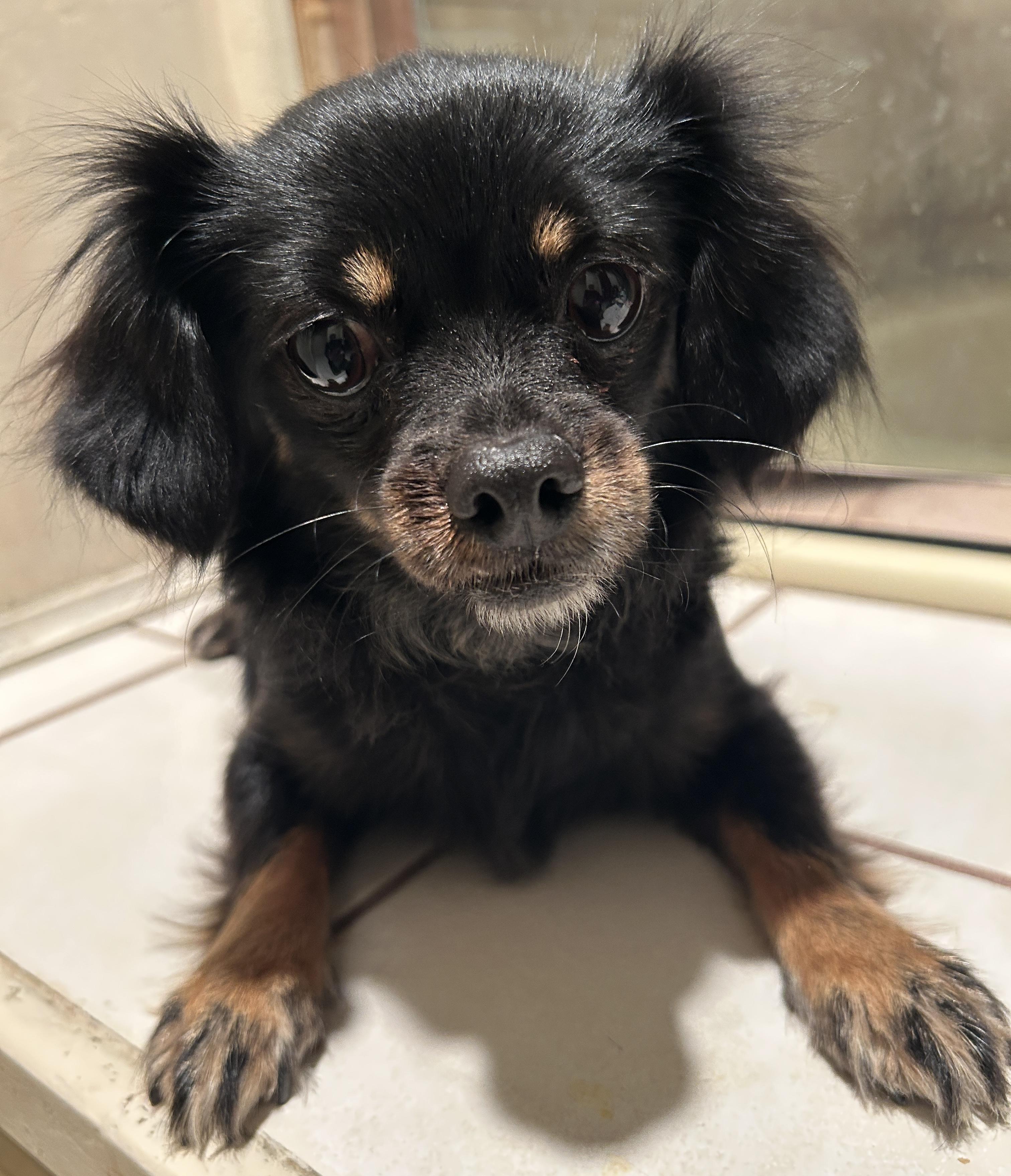 Enlarge VENUS, a ADOPTABLE mixed breed in El Cajon, CA image 6/6