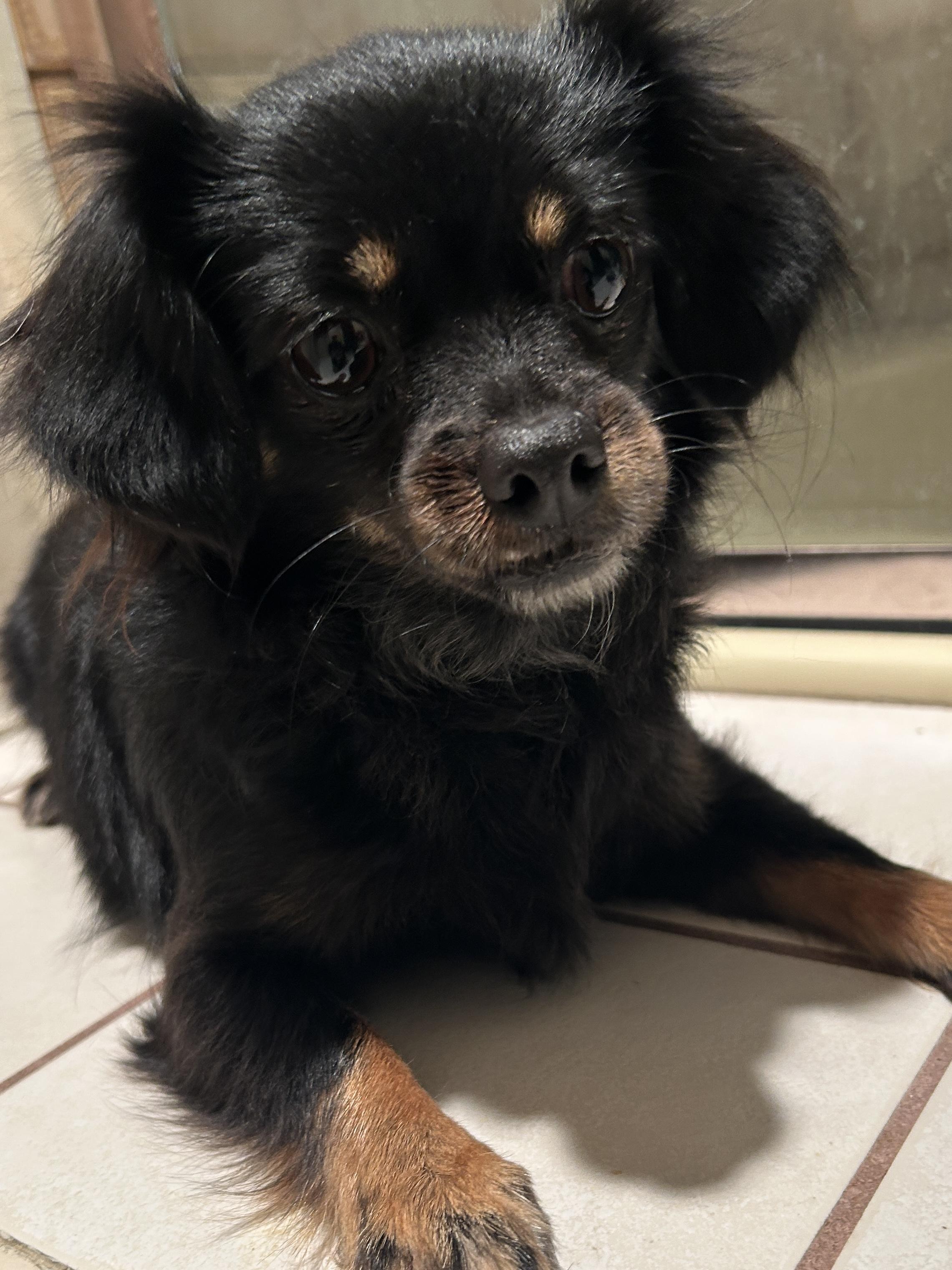 Enlarge VENUS, a ADOPTABLE mixed breed in El Cajon, CA image 3/6