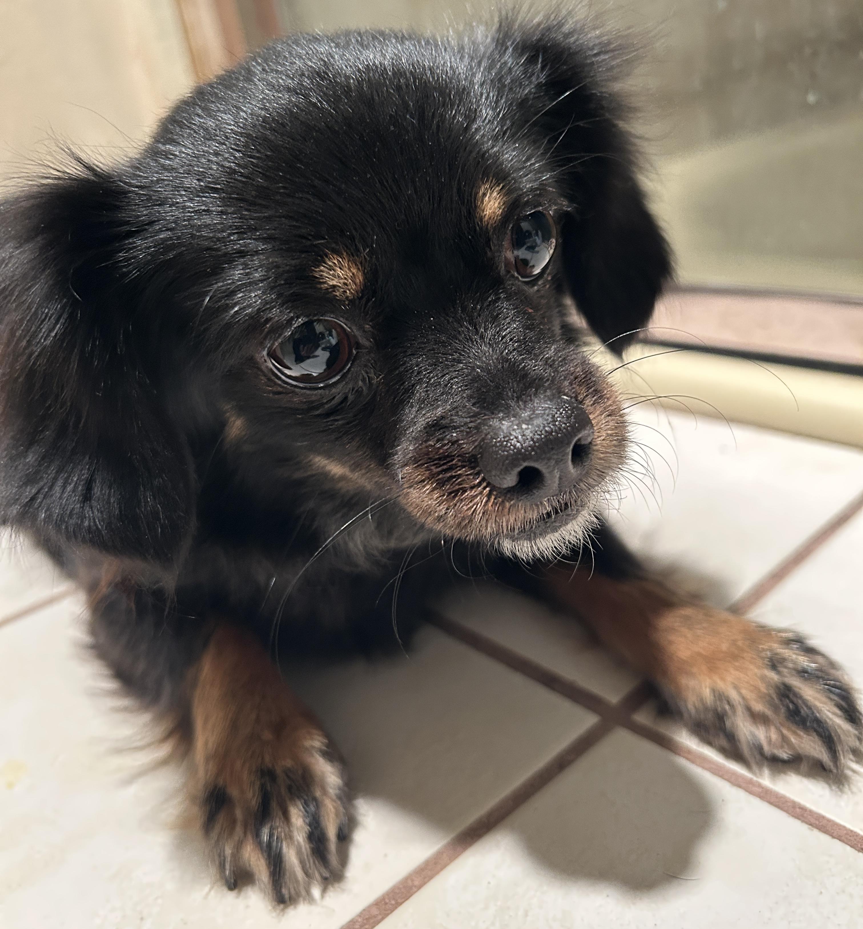 Enlarge VENUS, a ADOPTABLE mixed breed in El Cajon, CA image 5/6